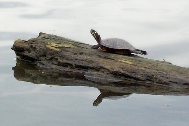 Shawnee Ohio River Full Hook Up Campground