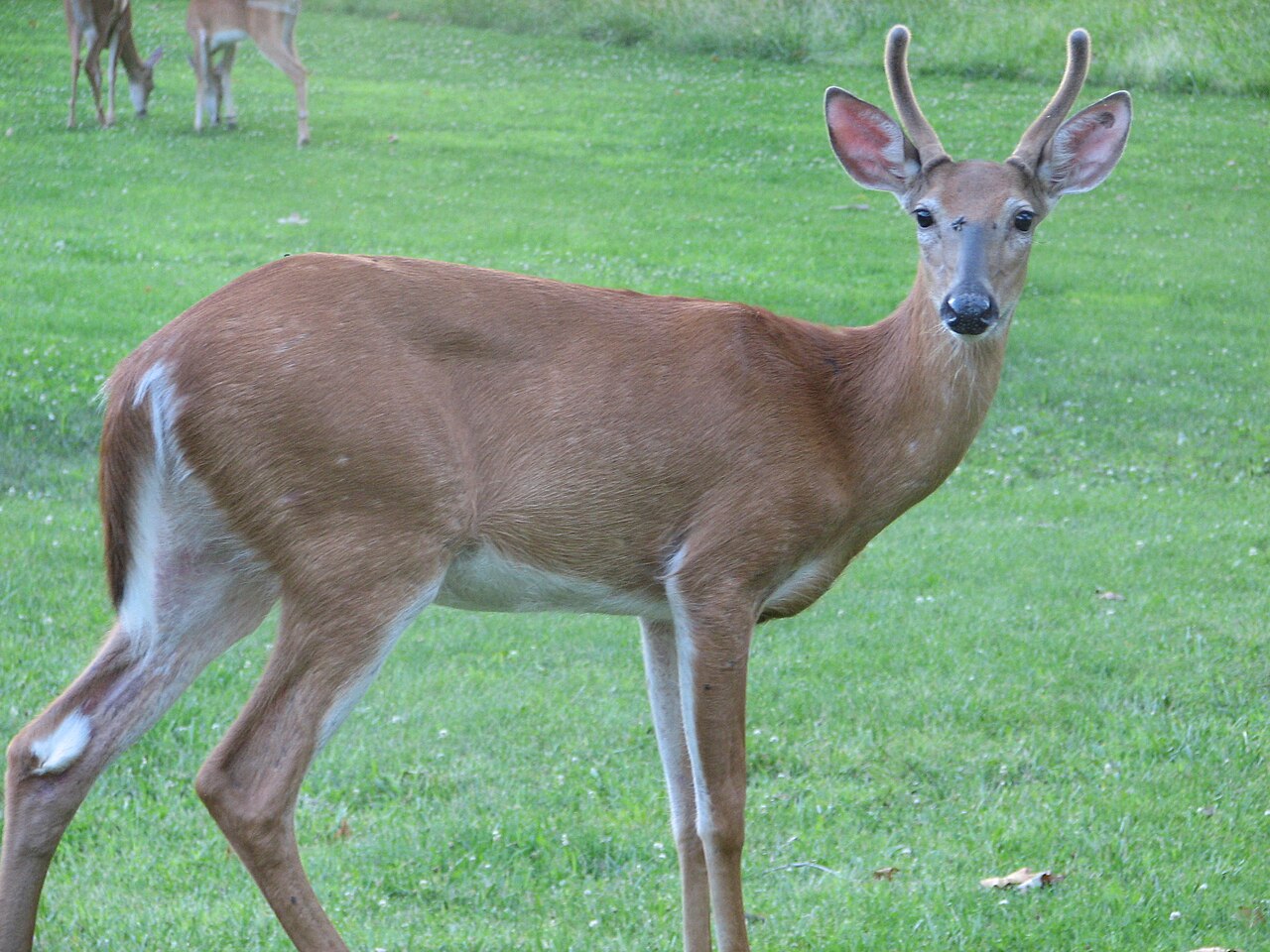 Kickapoo Campground