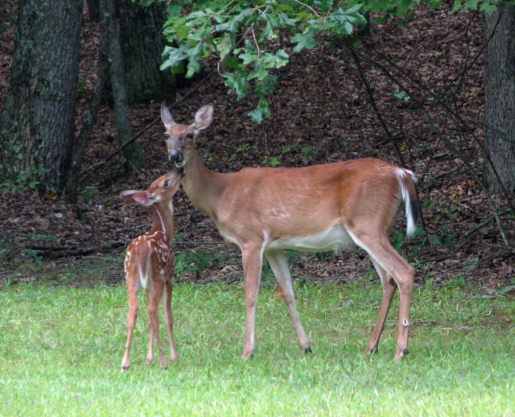 Hanging Rock State Park