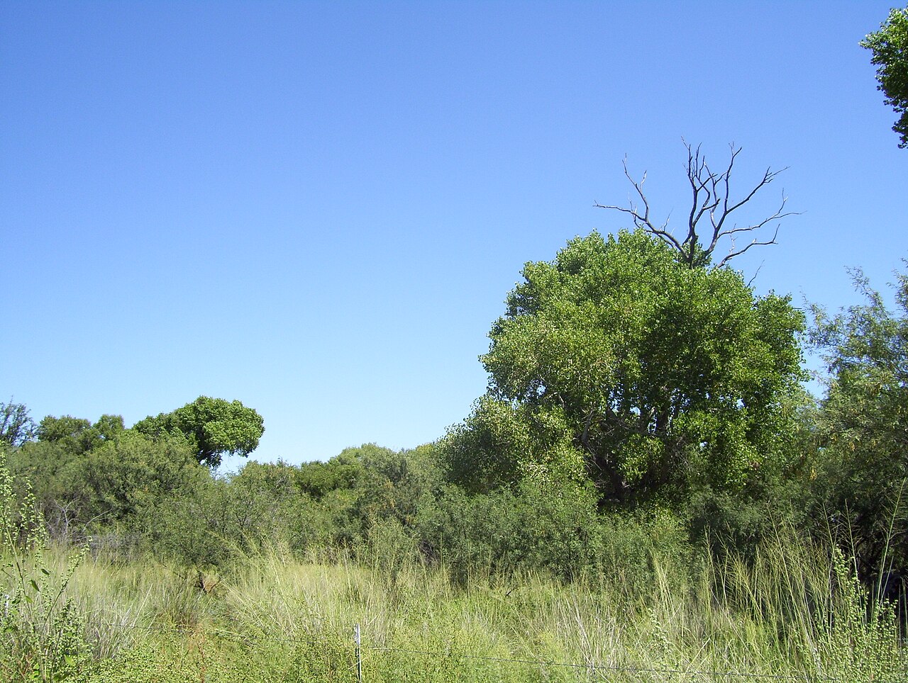 Cottonwood Campground