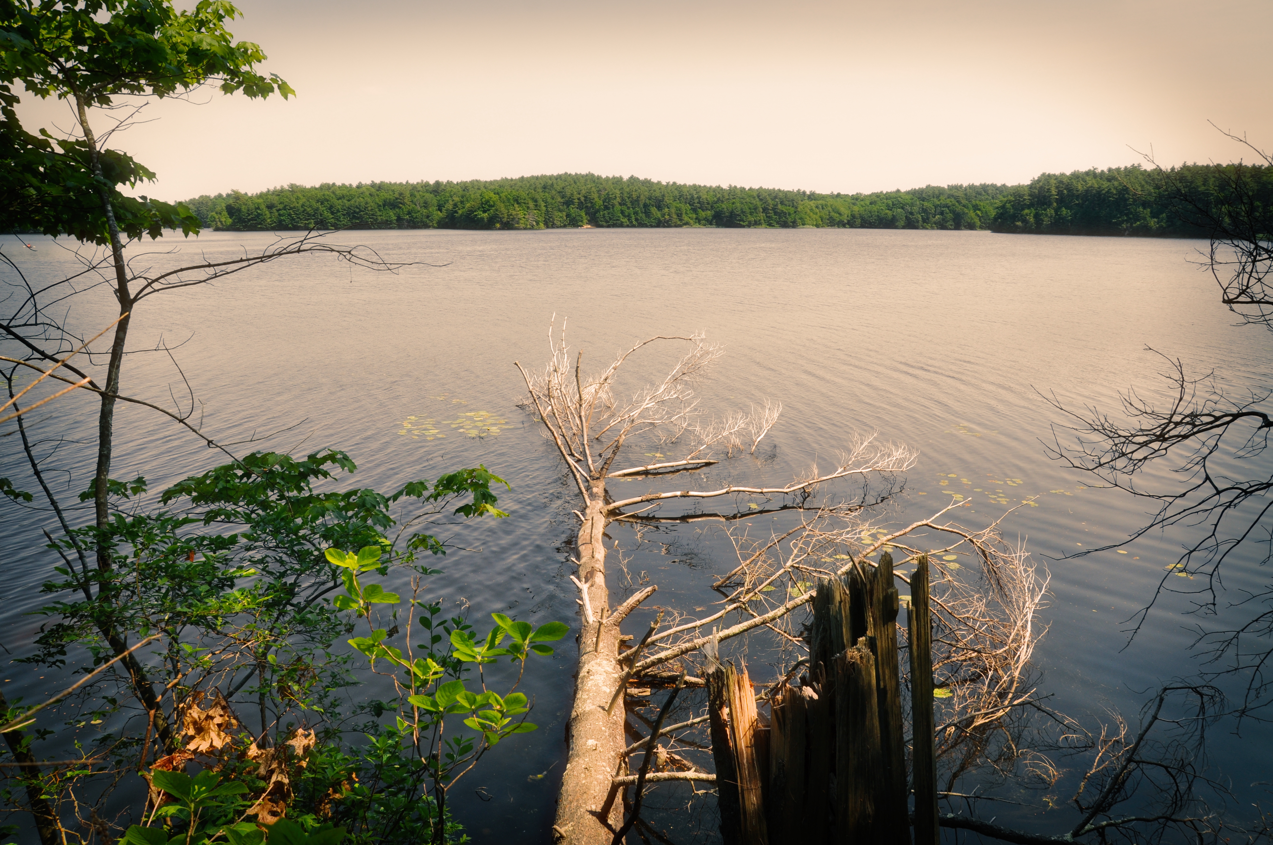 Massasoit State Park