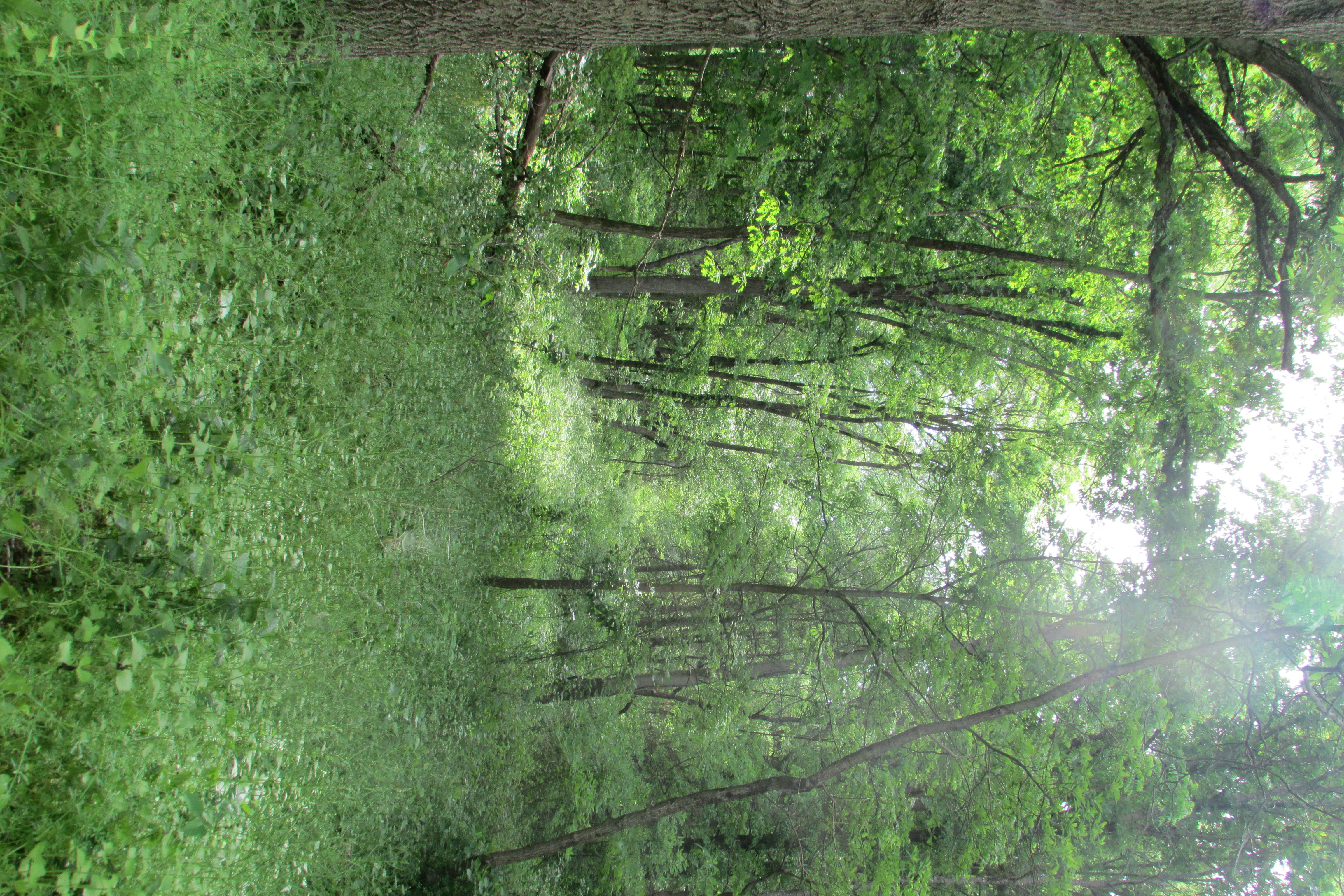 Tippecanoe River State Park