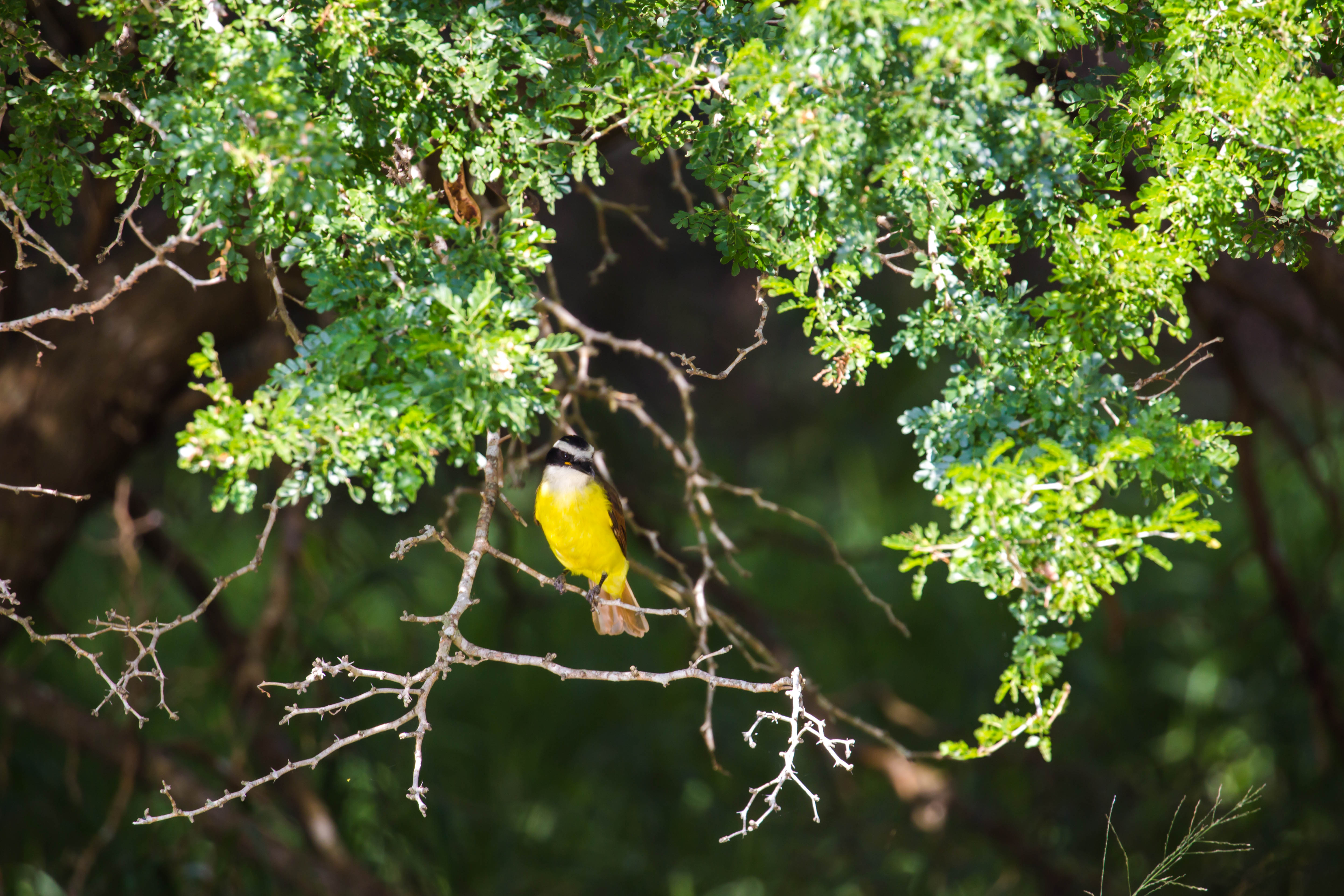 Resaca De La Palma State Park