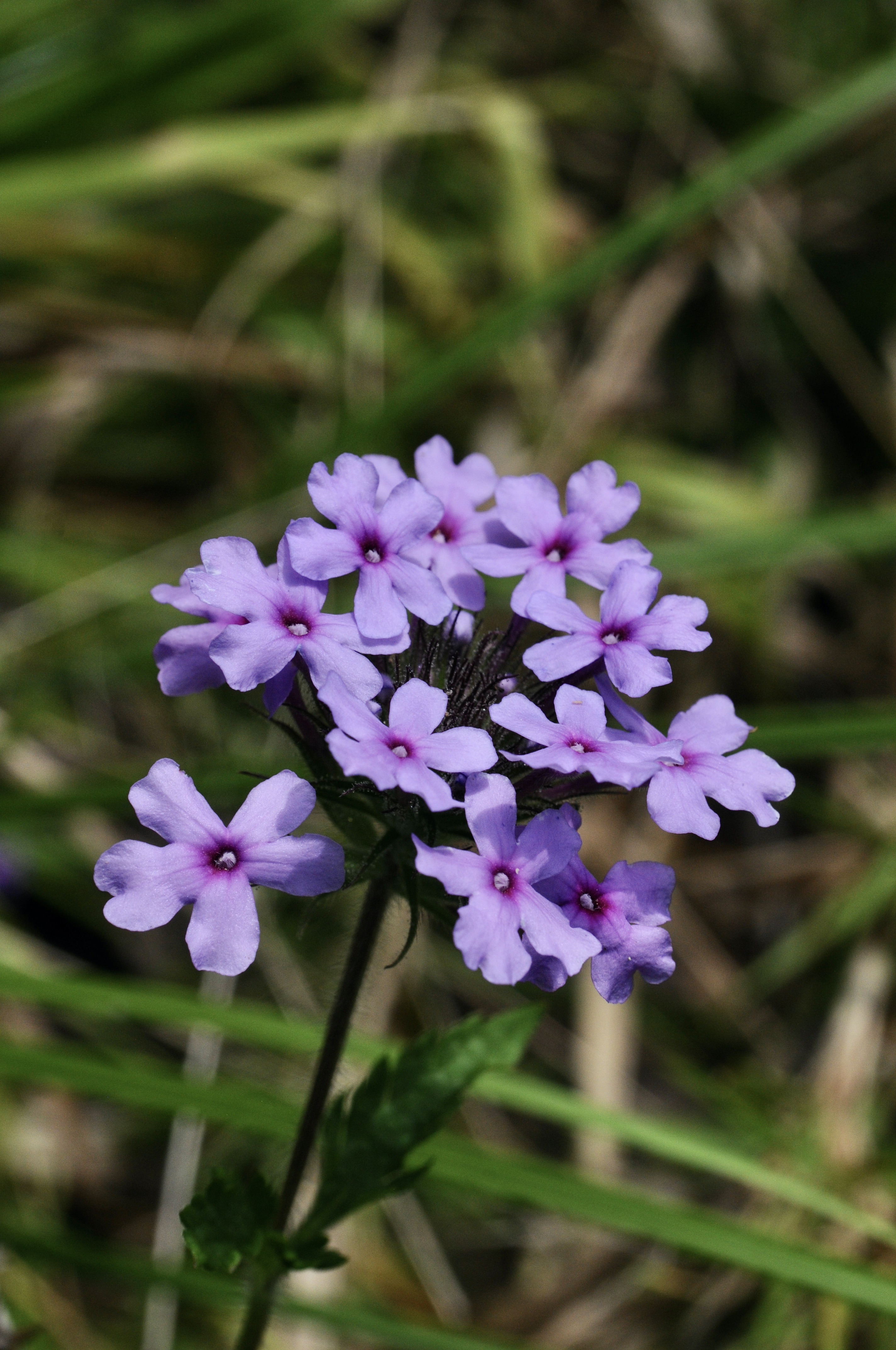 Wikimedia Commons