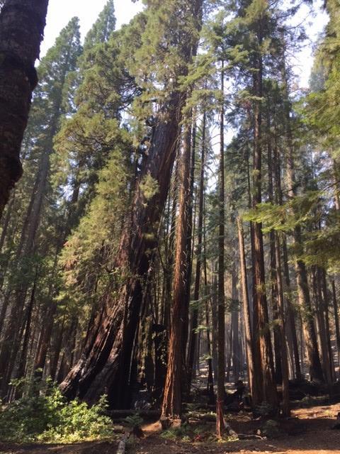 Nelder Grove Campground