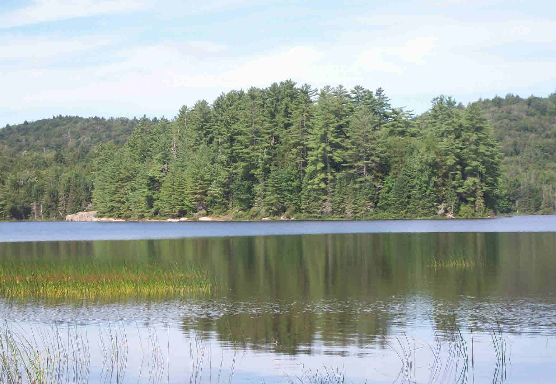 Brown Tract Pond Campground