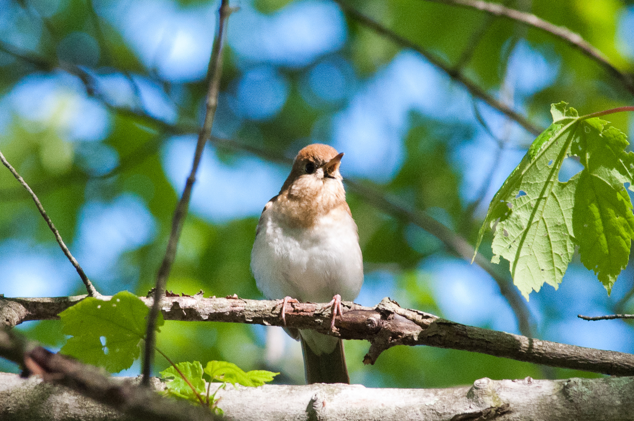 Wompatuck State Park