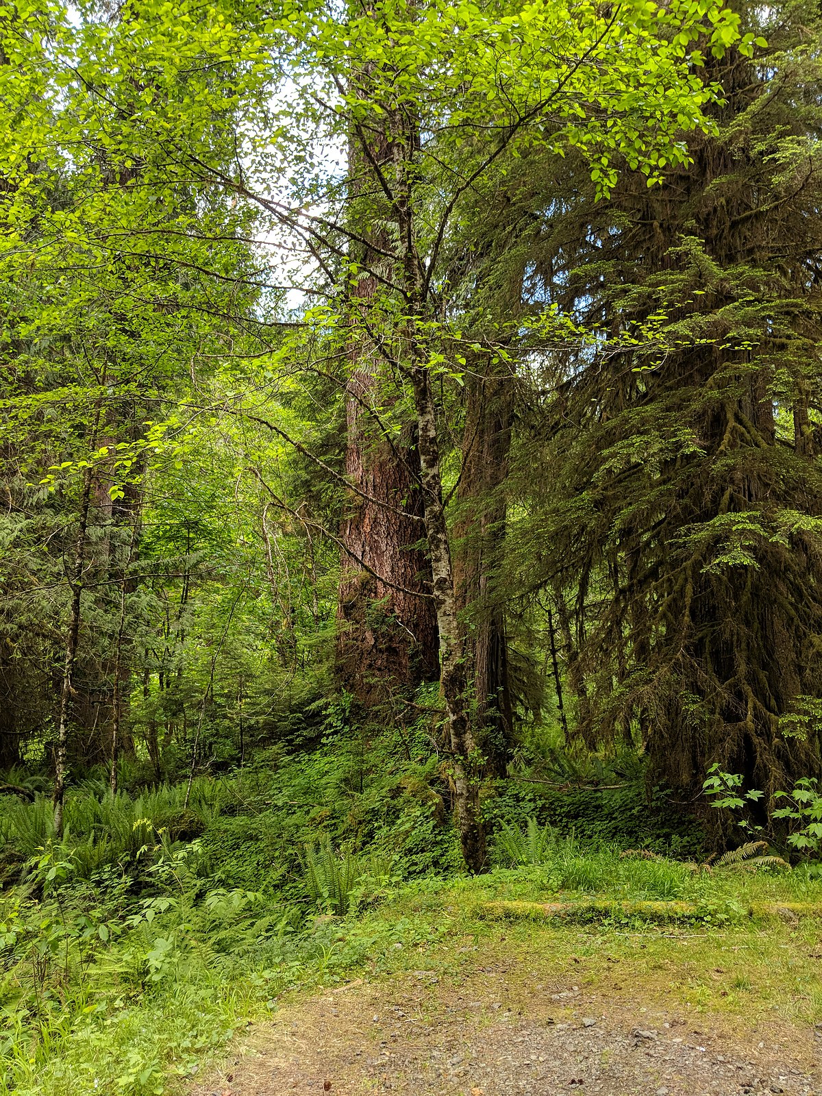 Campbell Tree Grove Campground