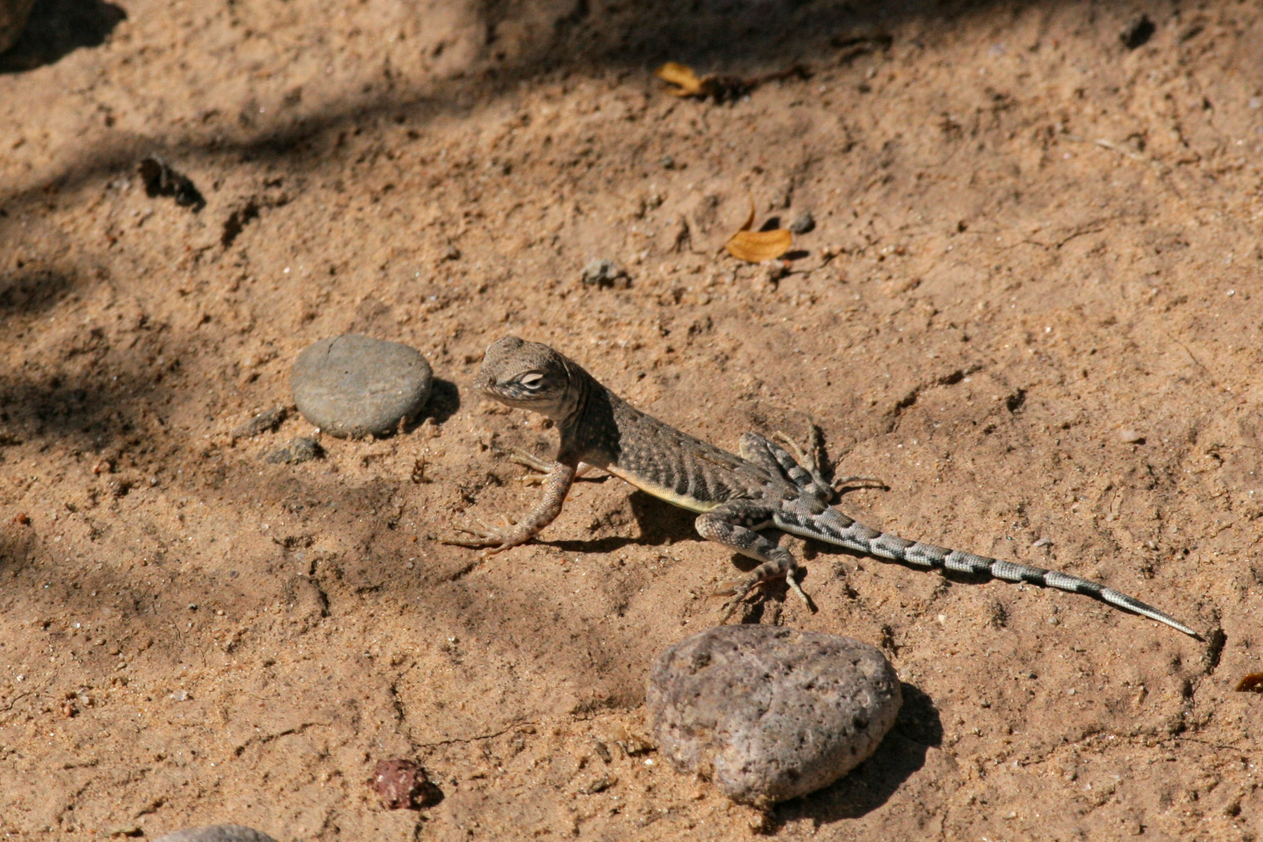 Wikimedia Commons