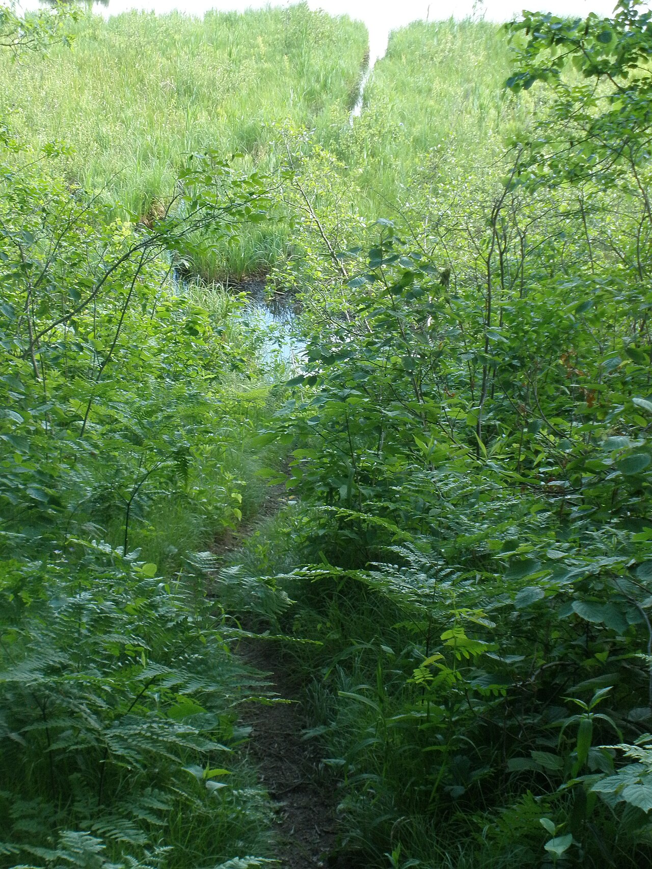 Straight Lake State Park