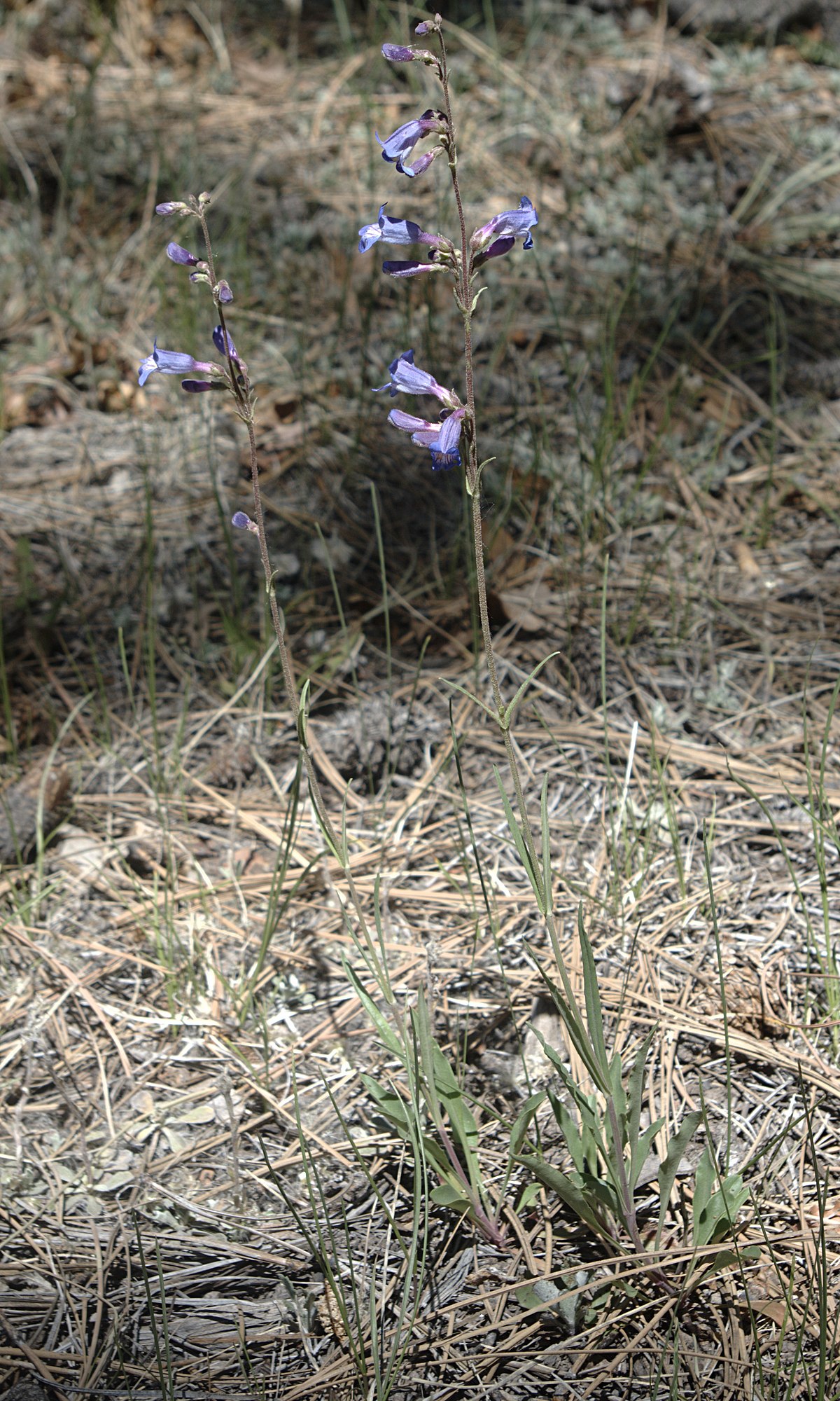 Borrego Mesa Campground