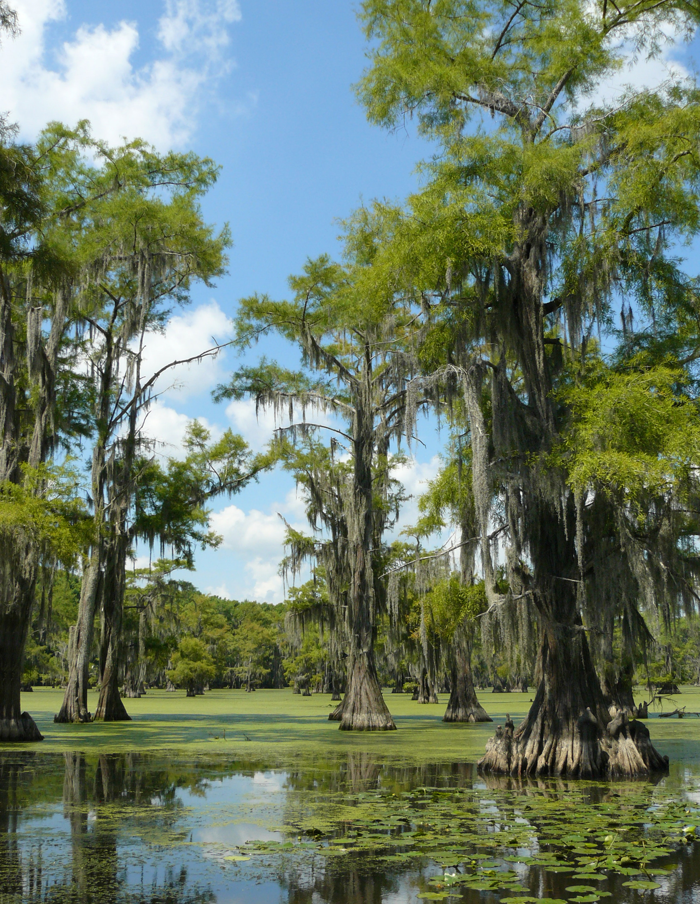 Caddo Lake State Park