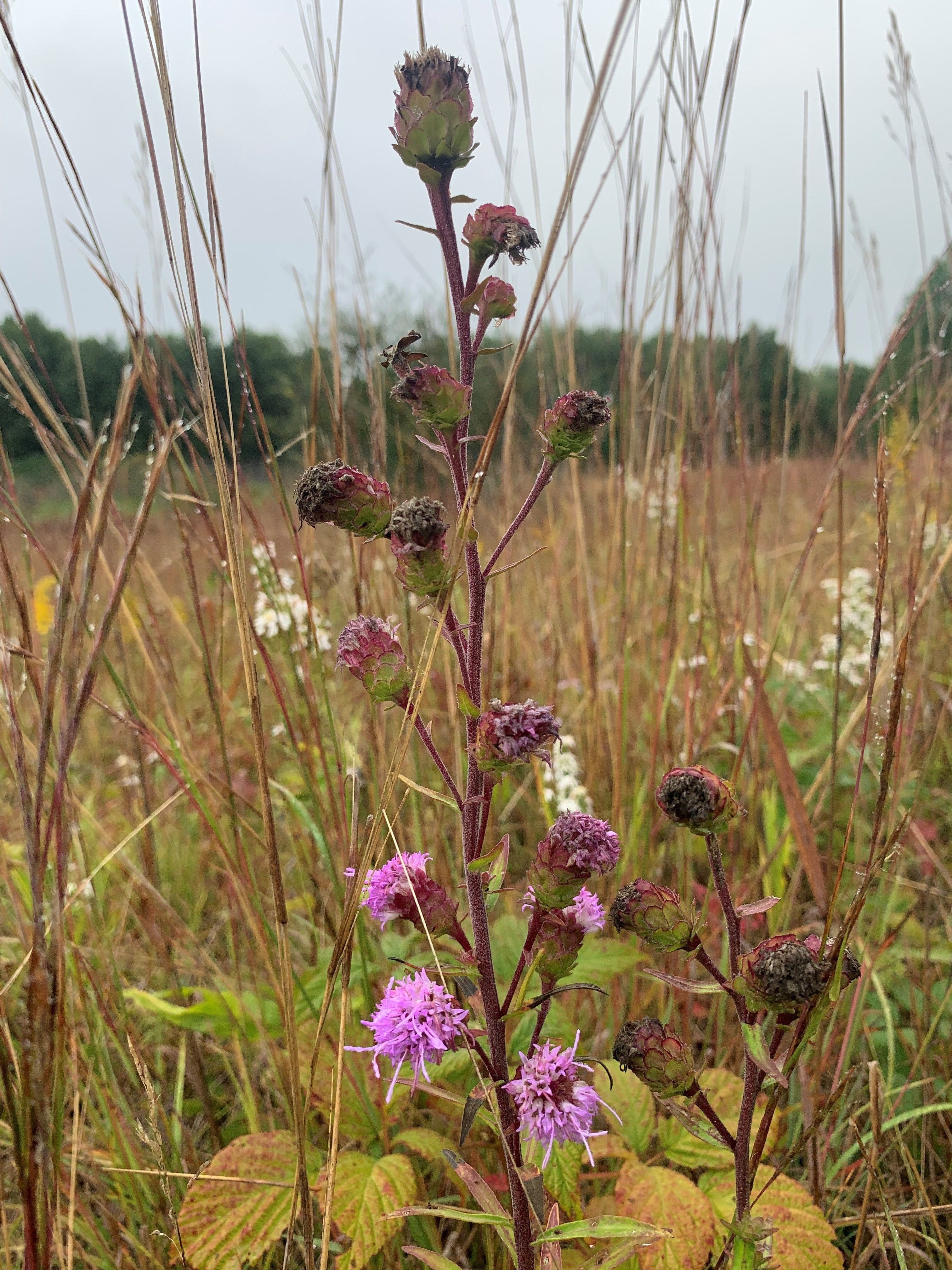 Bear Track Campground
