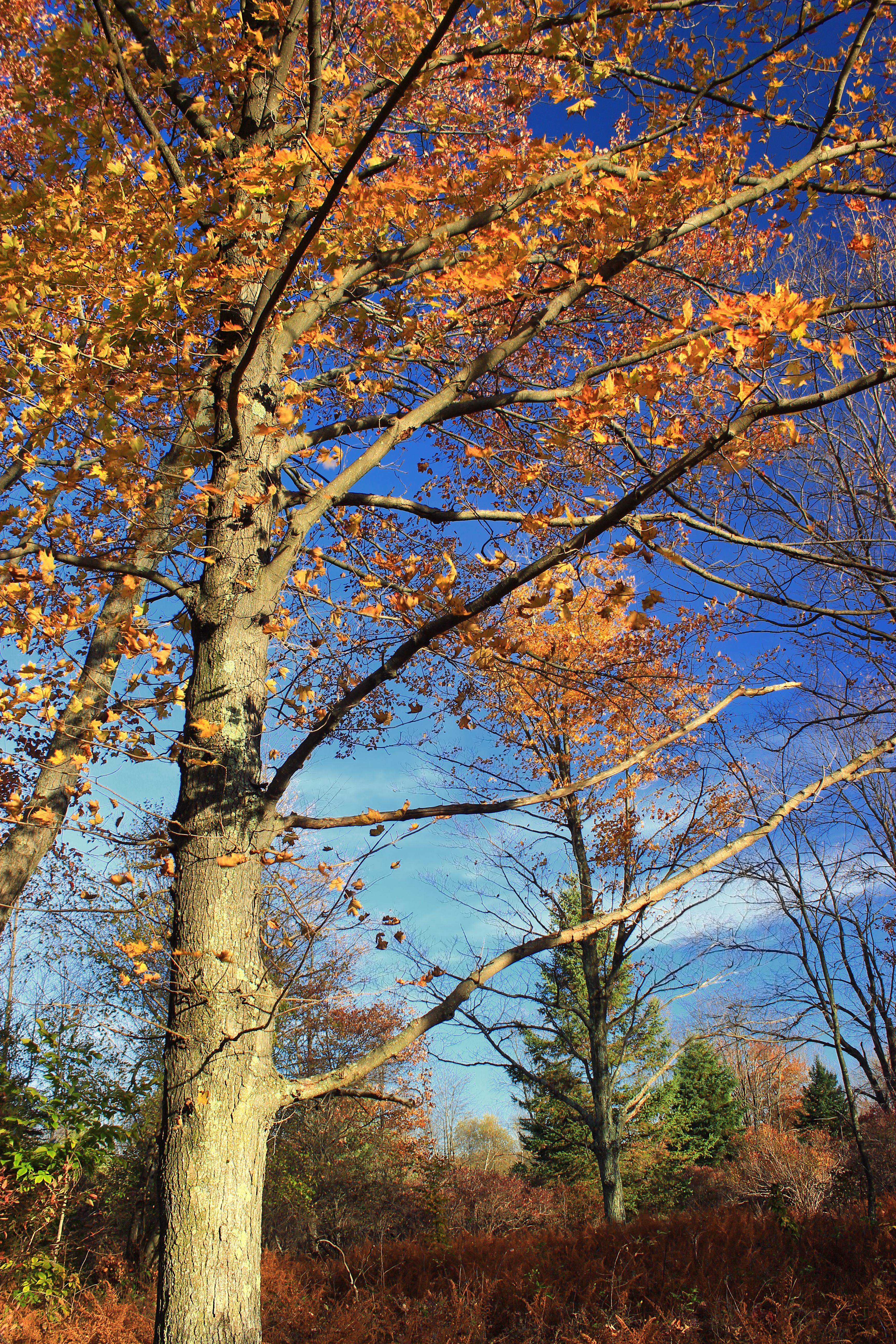 Gouldsboro State Park
