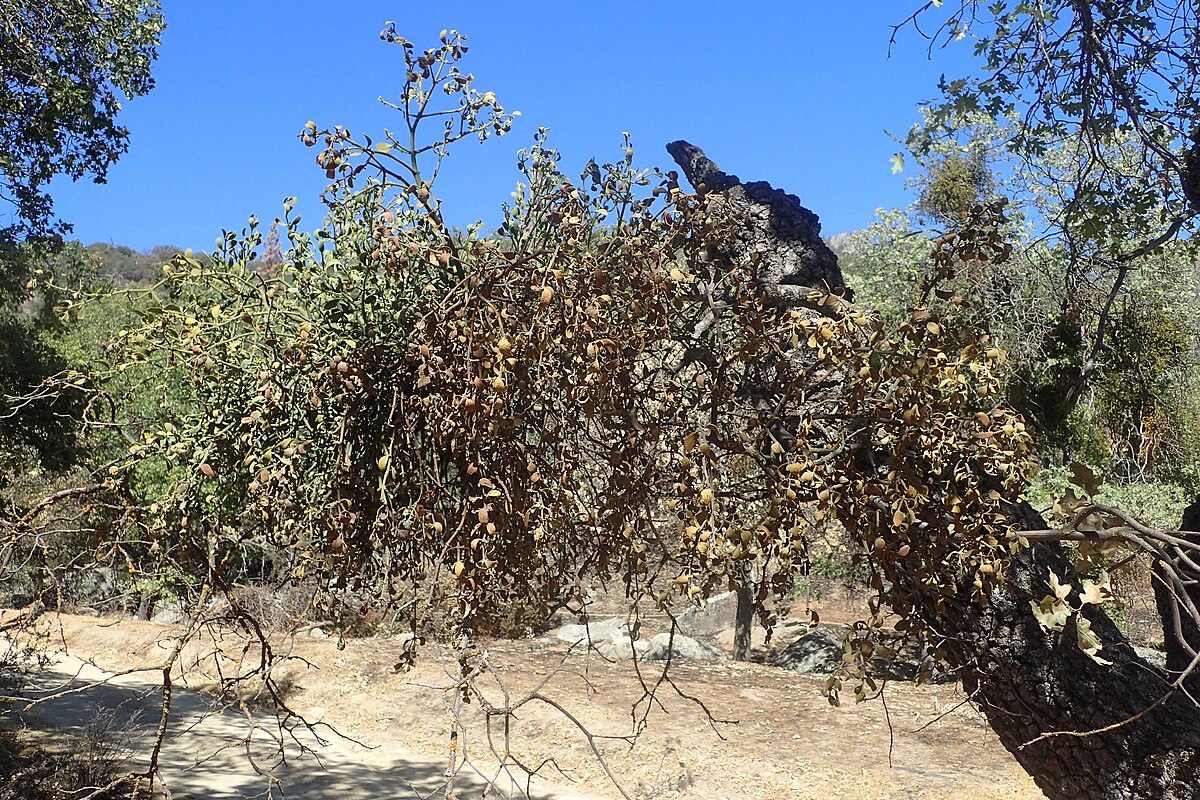 Wikimedia Commons