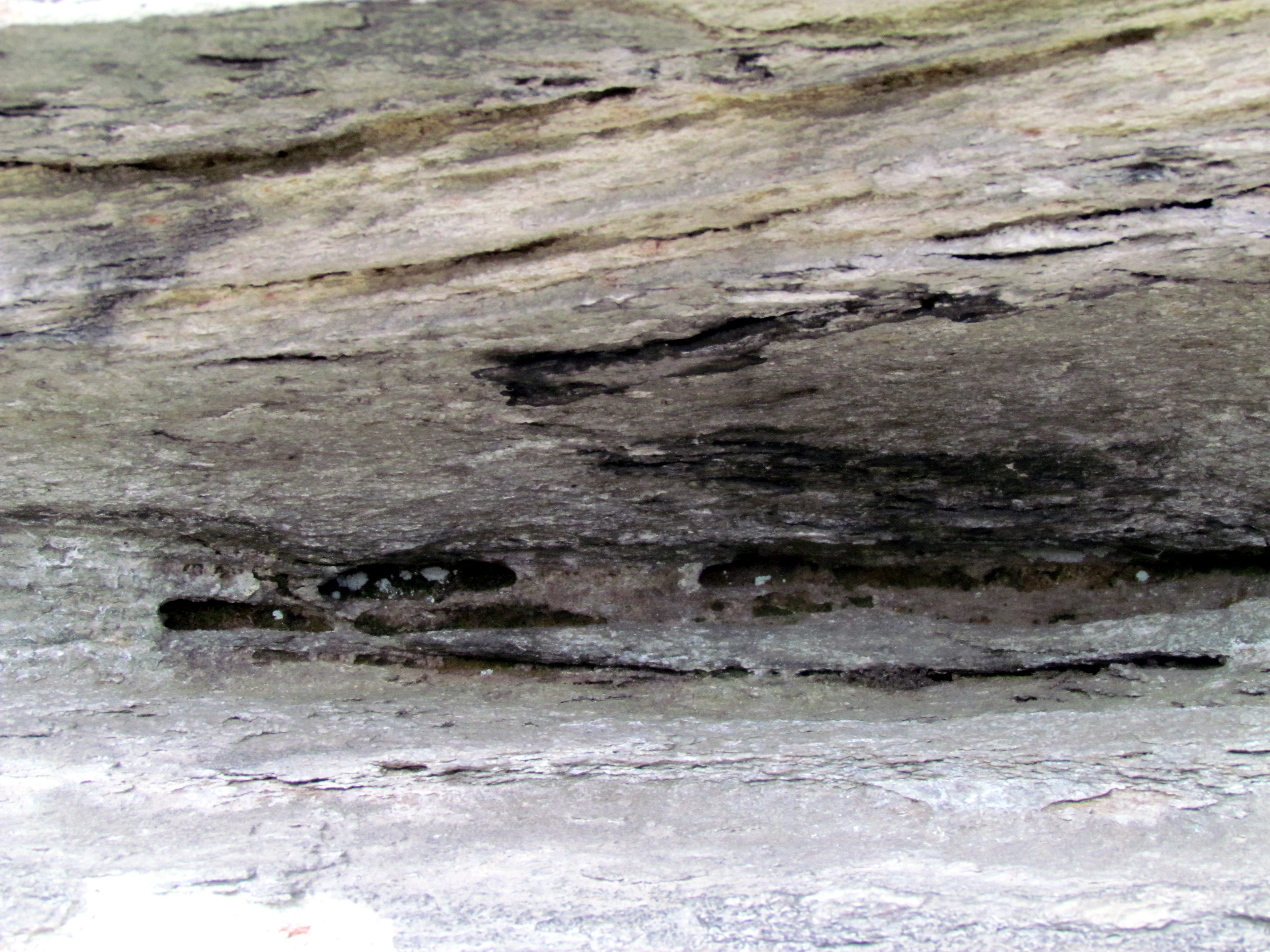 Wikimedia Commons