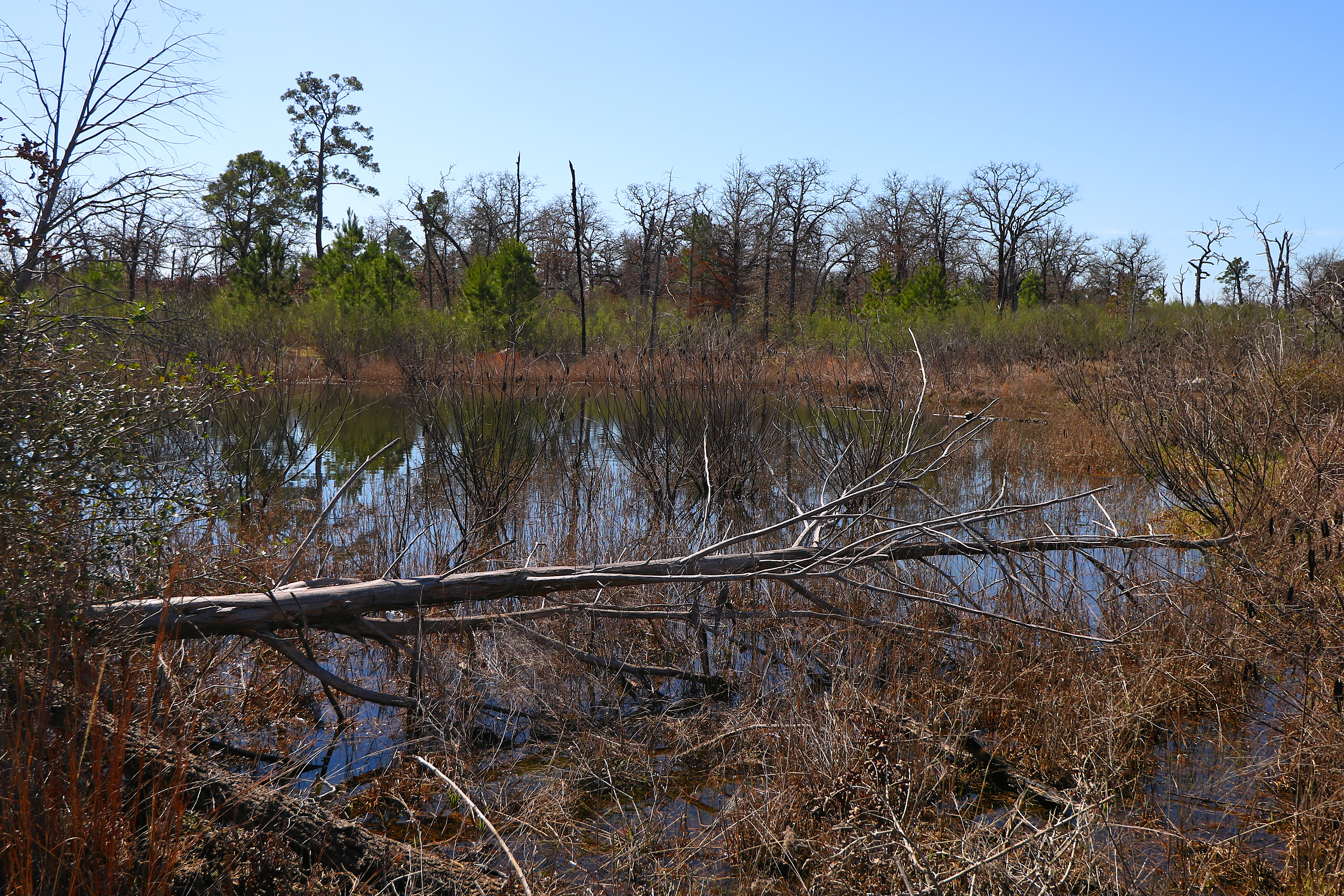 Buescher State Park