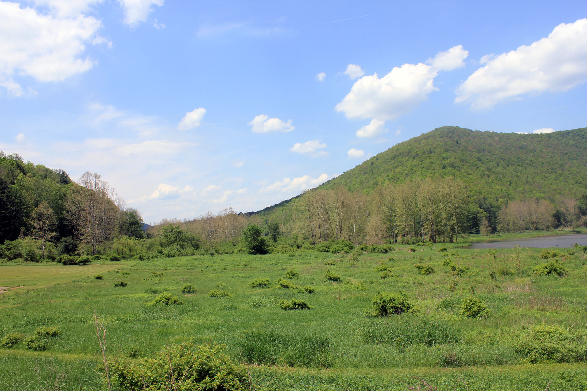 Wikimedia Commons