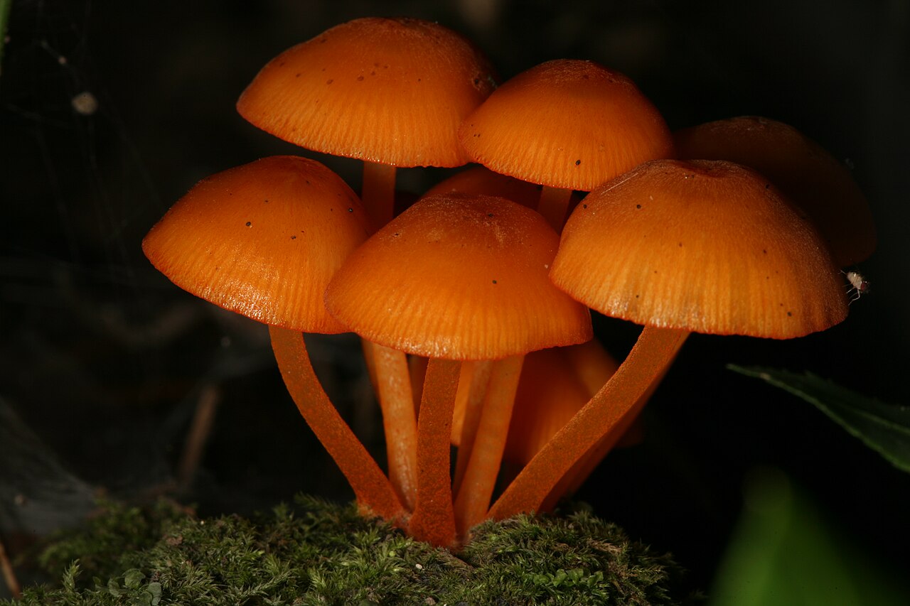 Wikimedia Commons