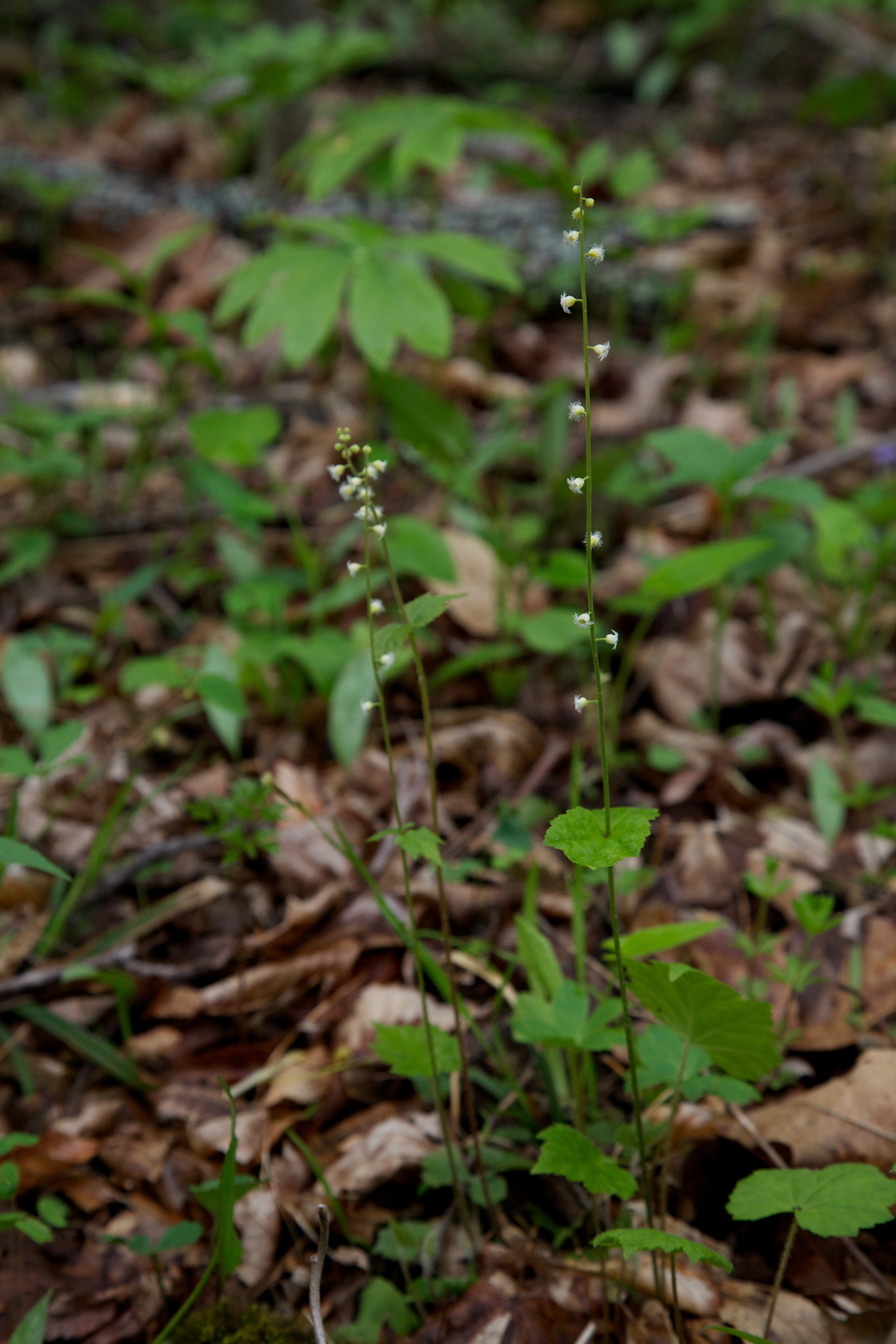 Canoe Creek State Park