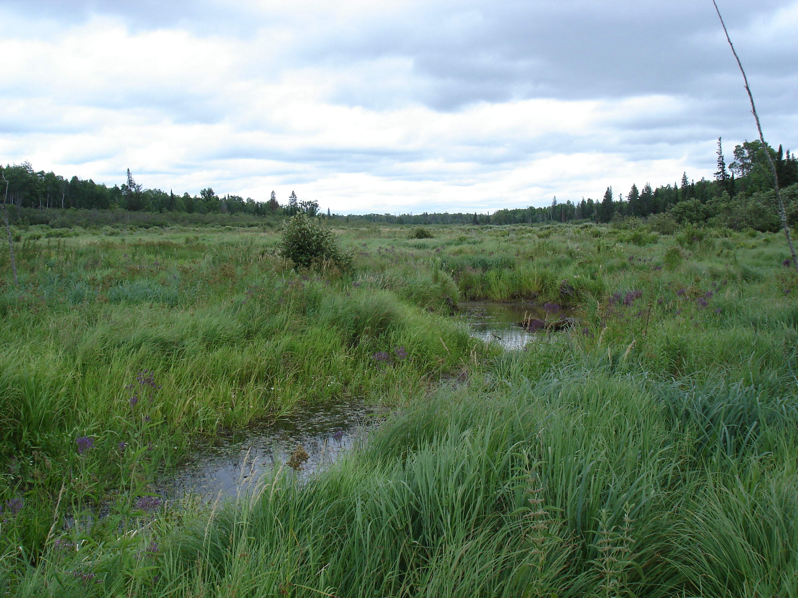 Sturgeon River Campground