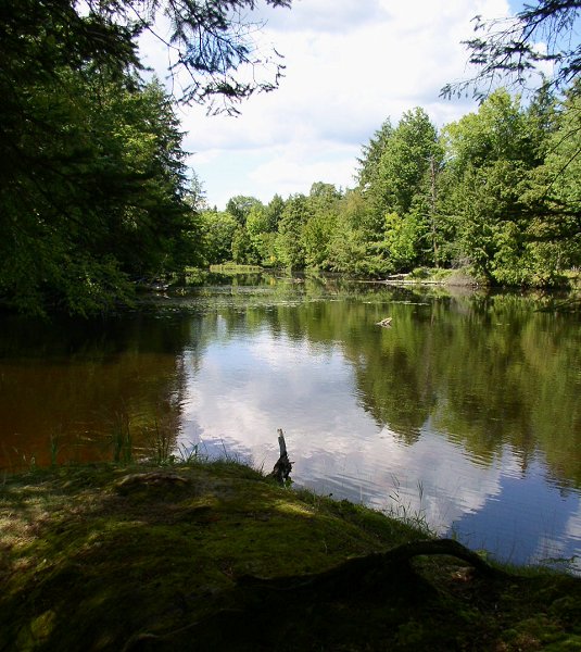 Wikimedia Commons