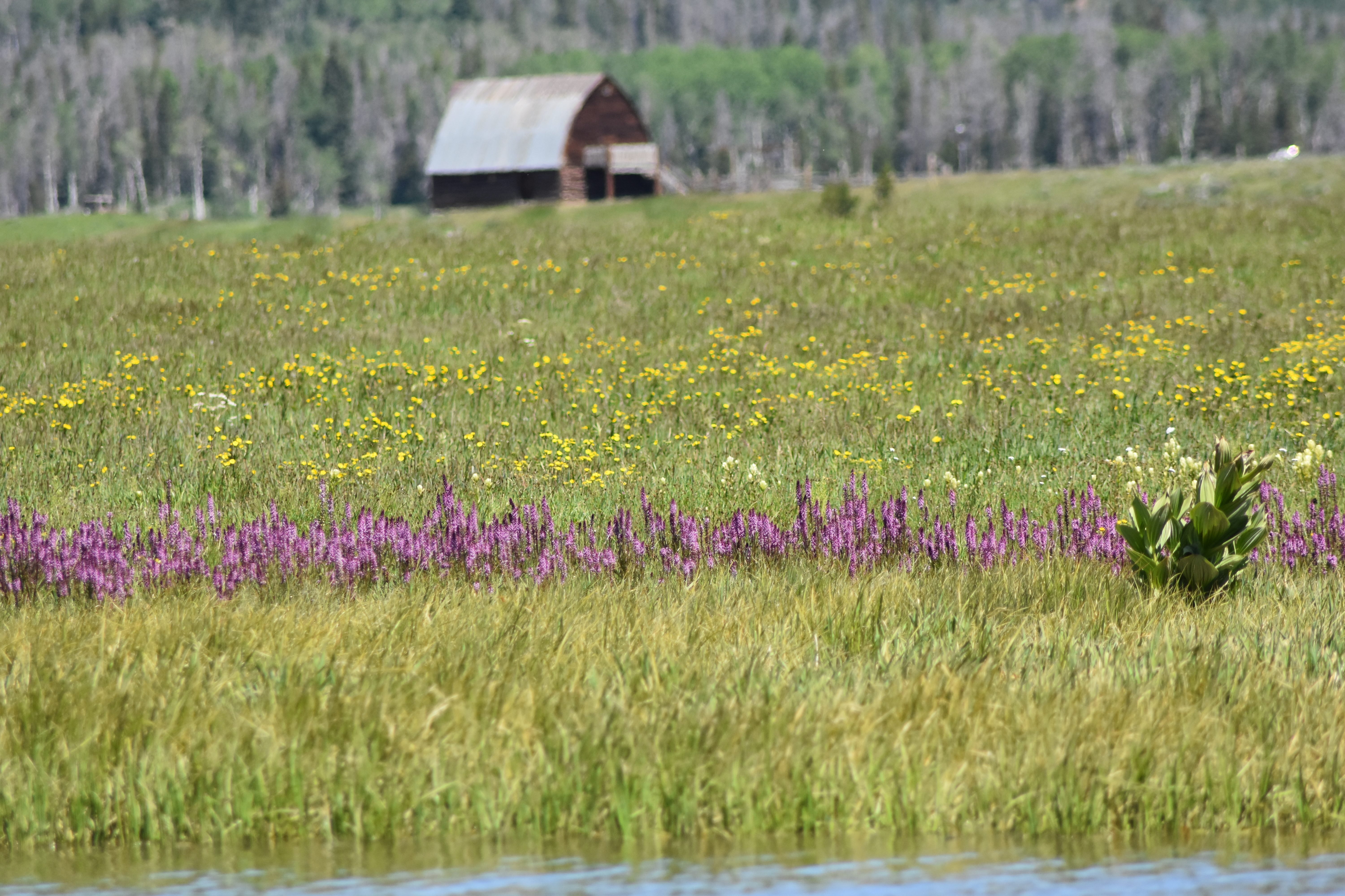 Steamboat Lake Campground