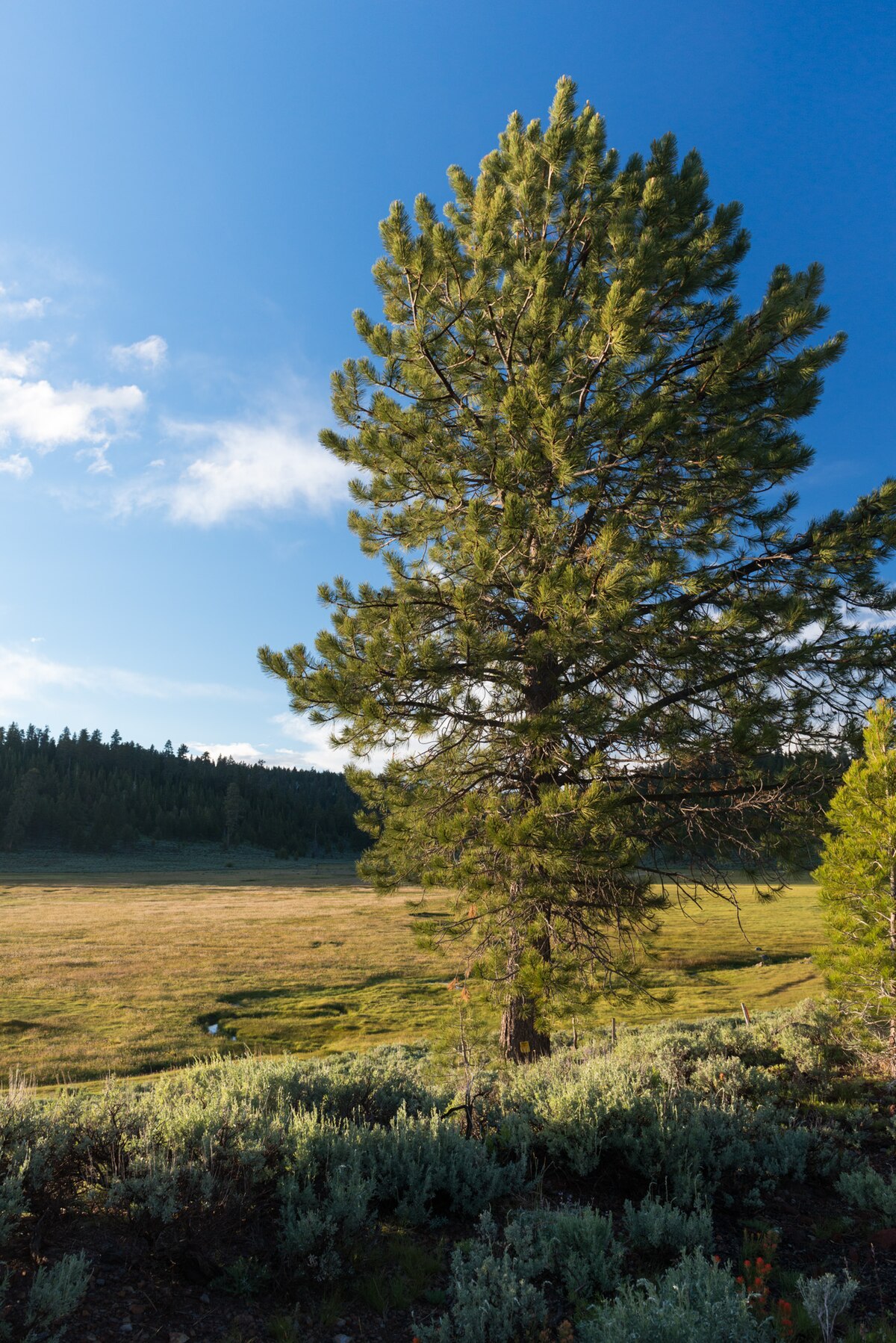 Mud Creek Campground