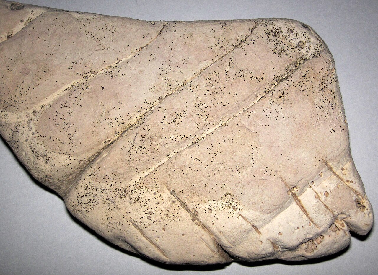 Wikimedia Commons