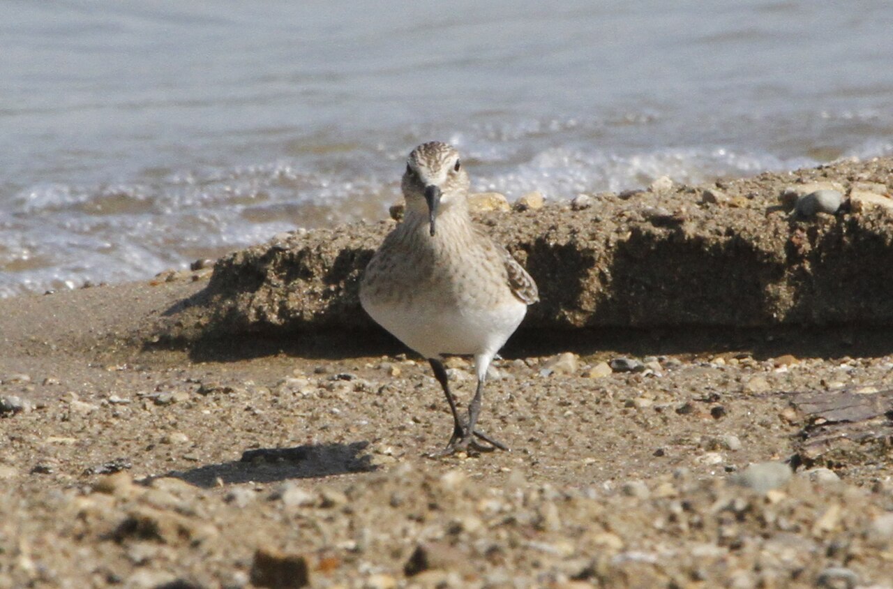Deer Creek Group /Equestrian Campground