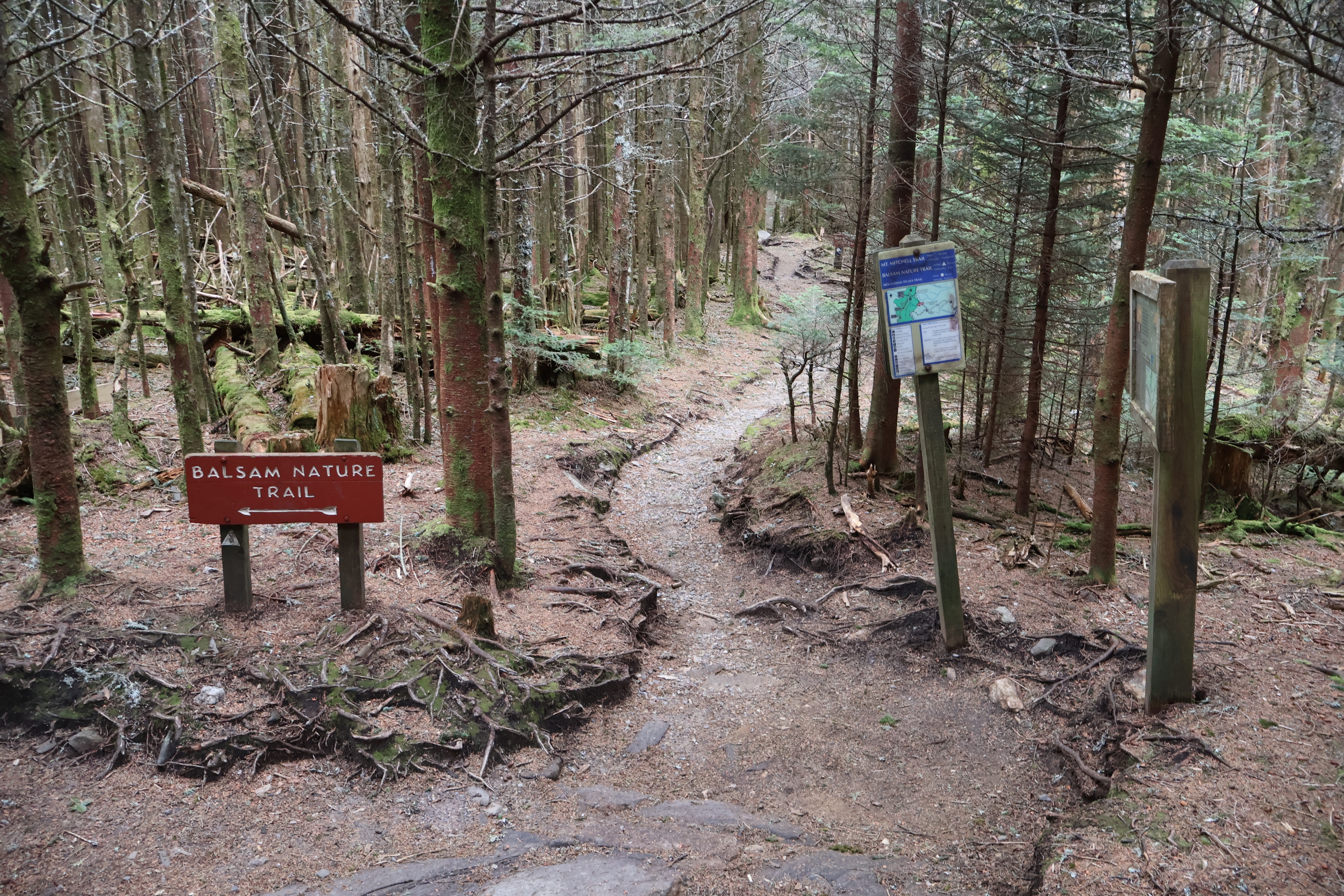 Mount Mitchell State Park