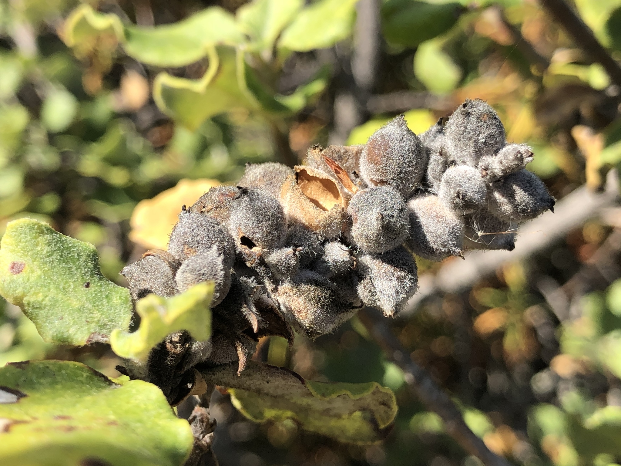 Las Trampas Regional Wilderness