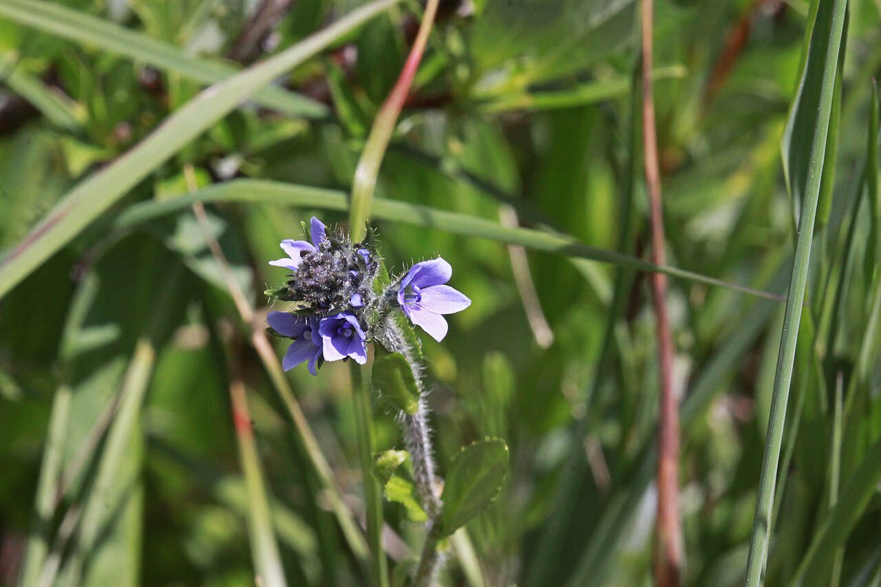 Uinta River Group Campground