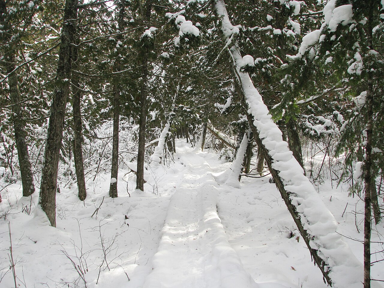 Brule River State Forest