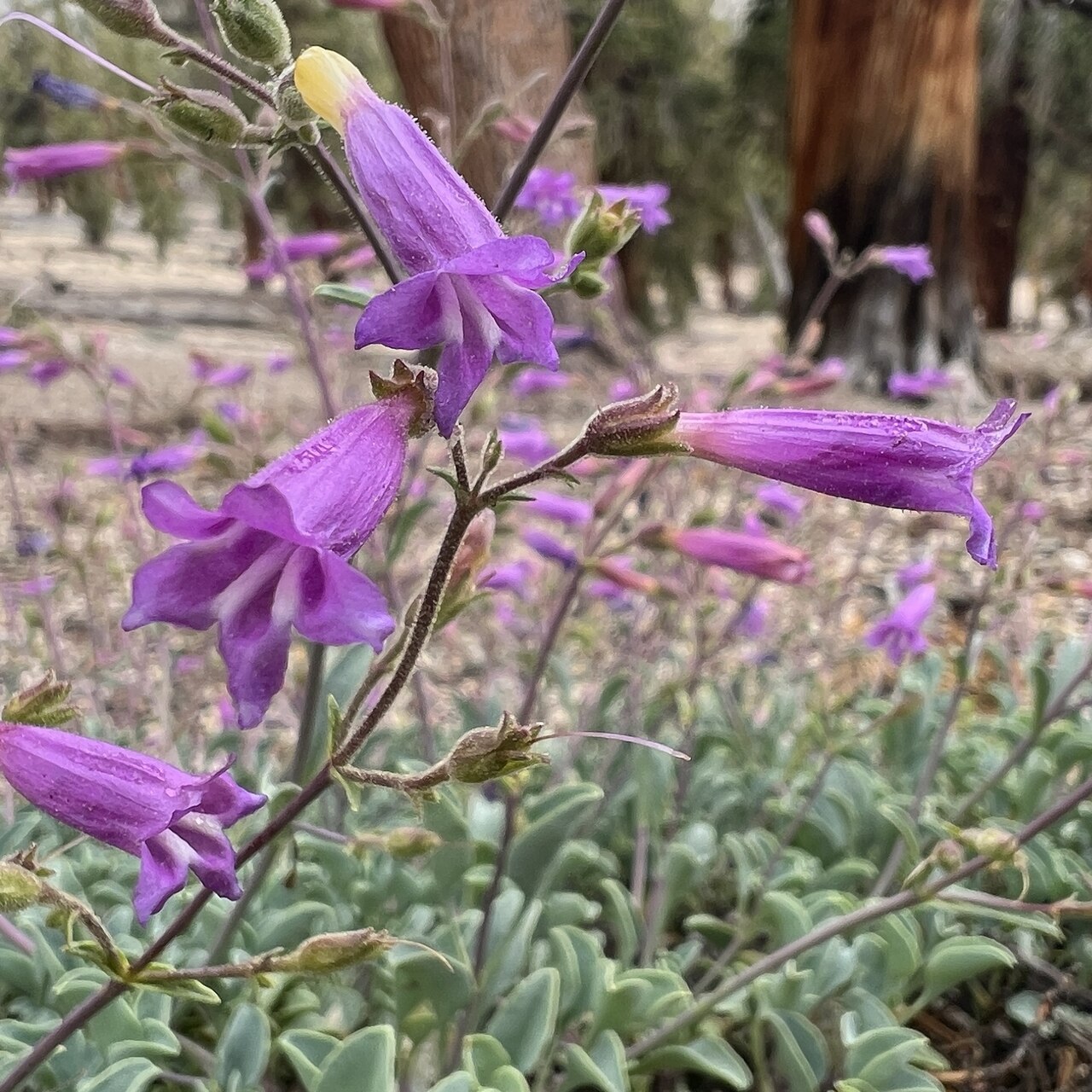 Lodgepole Campground-Sequoia And Kings Canyon National Park