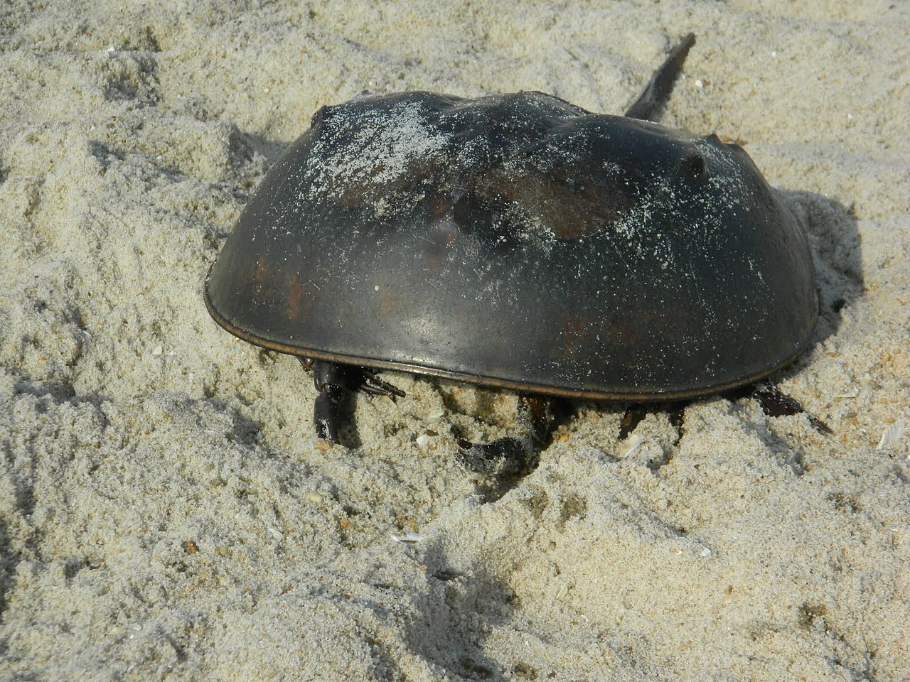 Assateague State Park