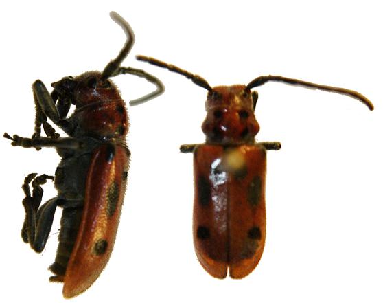 Wikimedia Commons