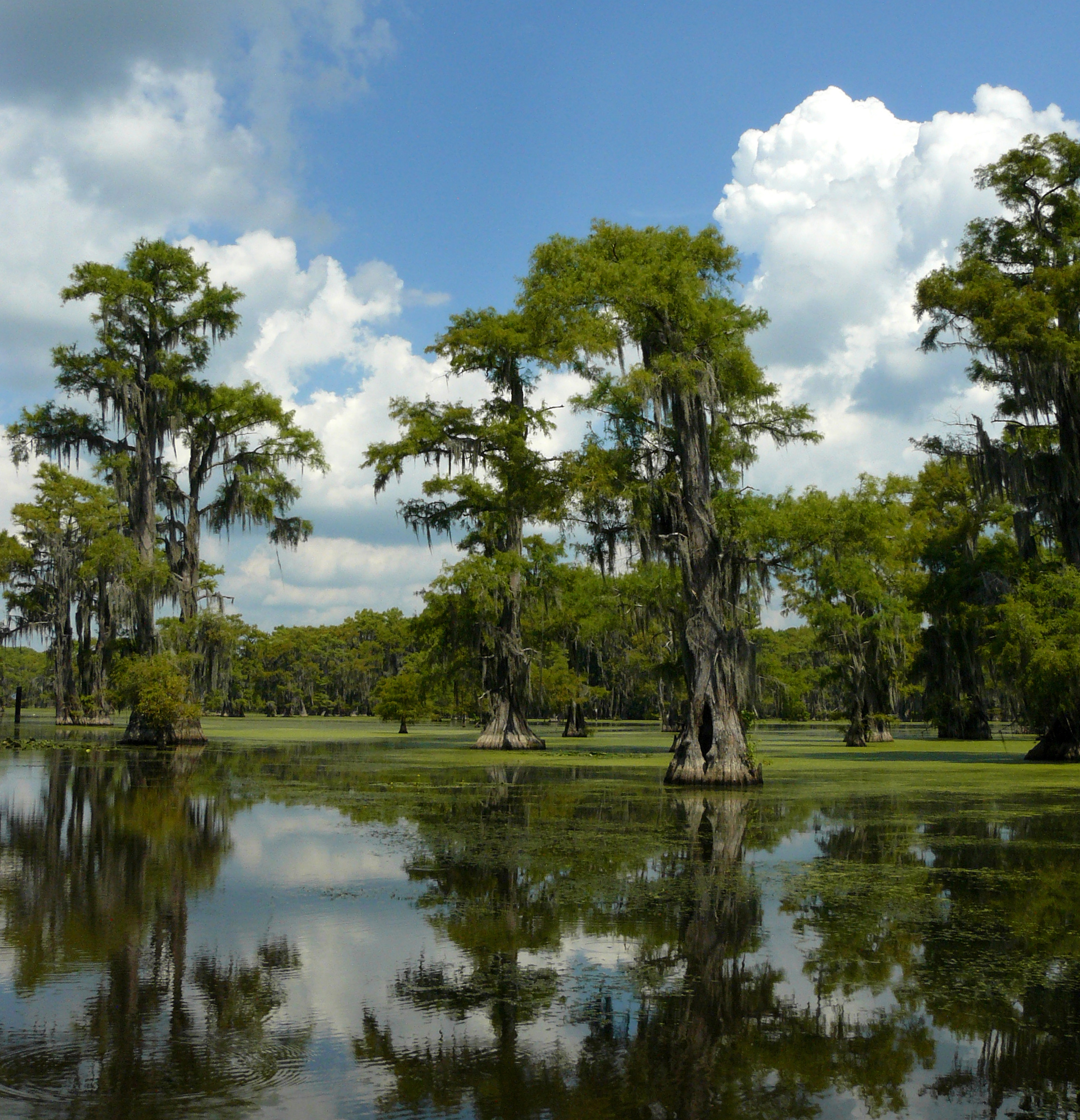 Caddo Lake State Park