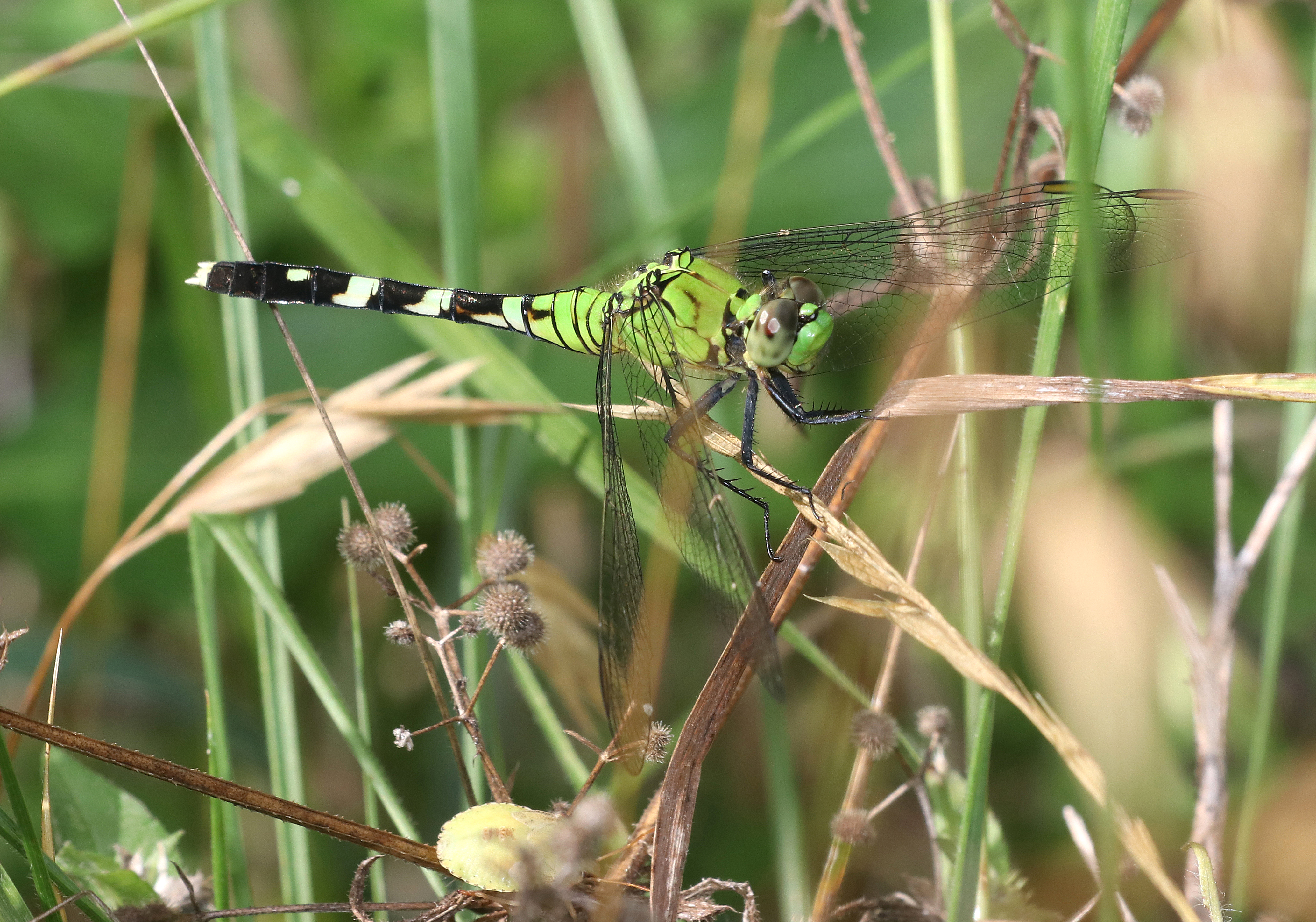Martin Dies Jr. State Park