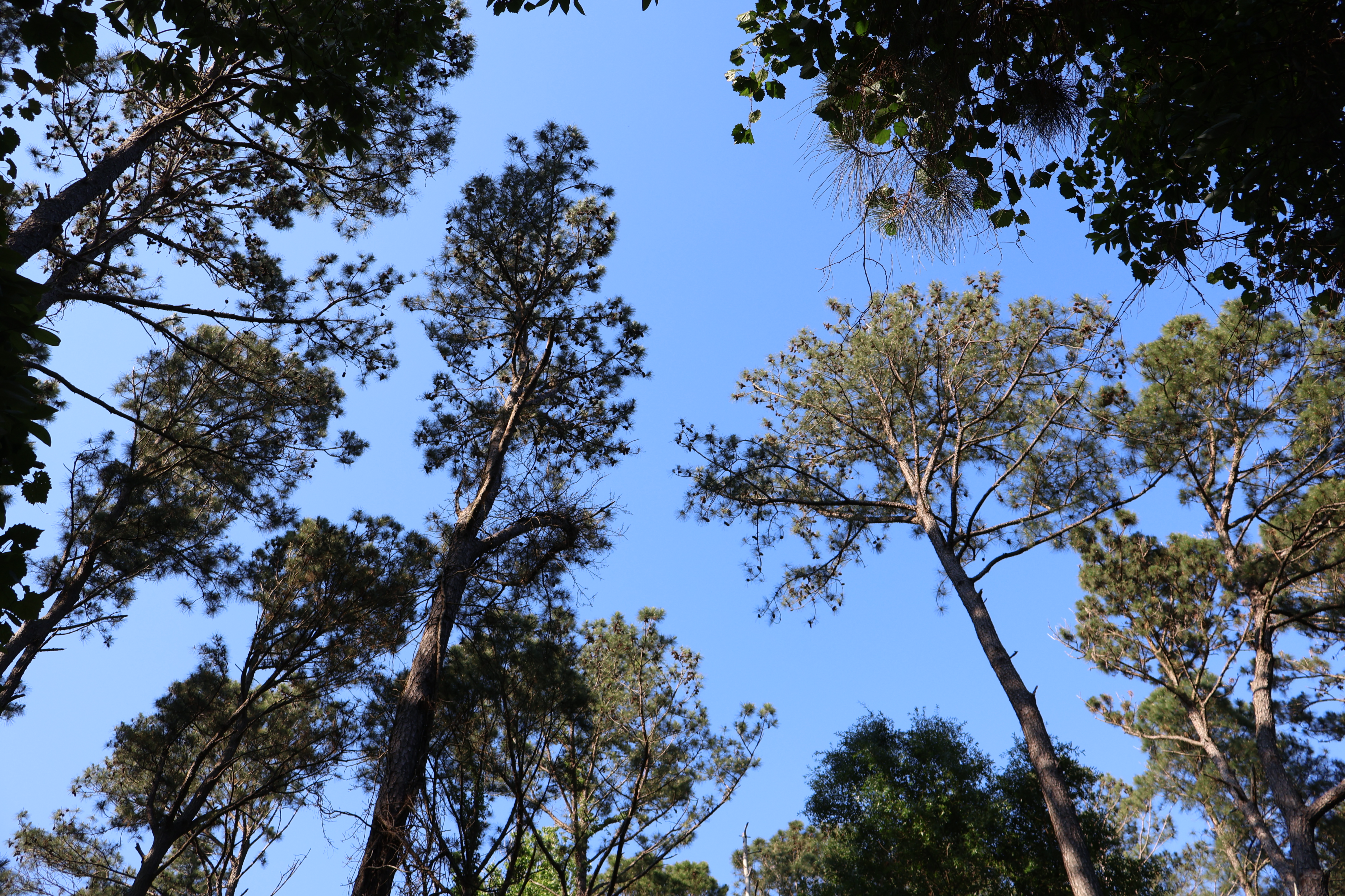 Carolina Beach State Park