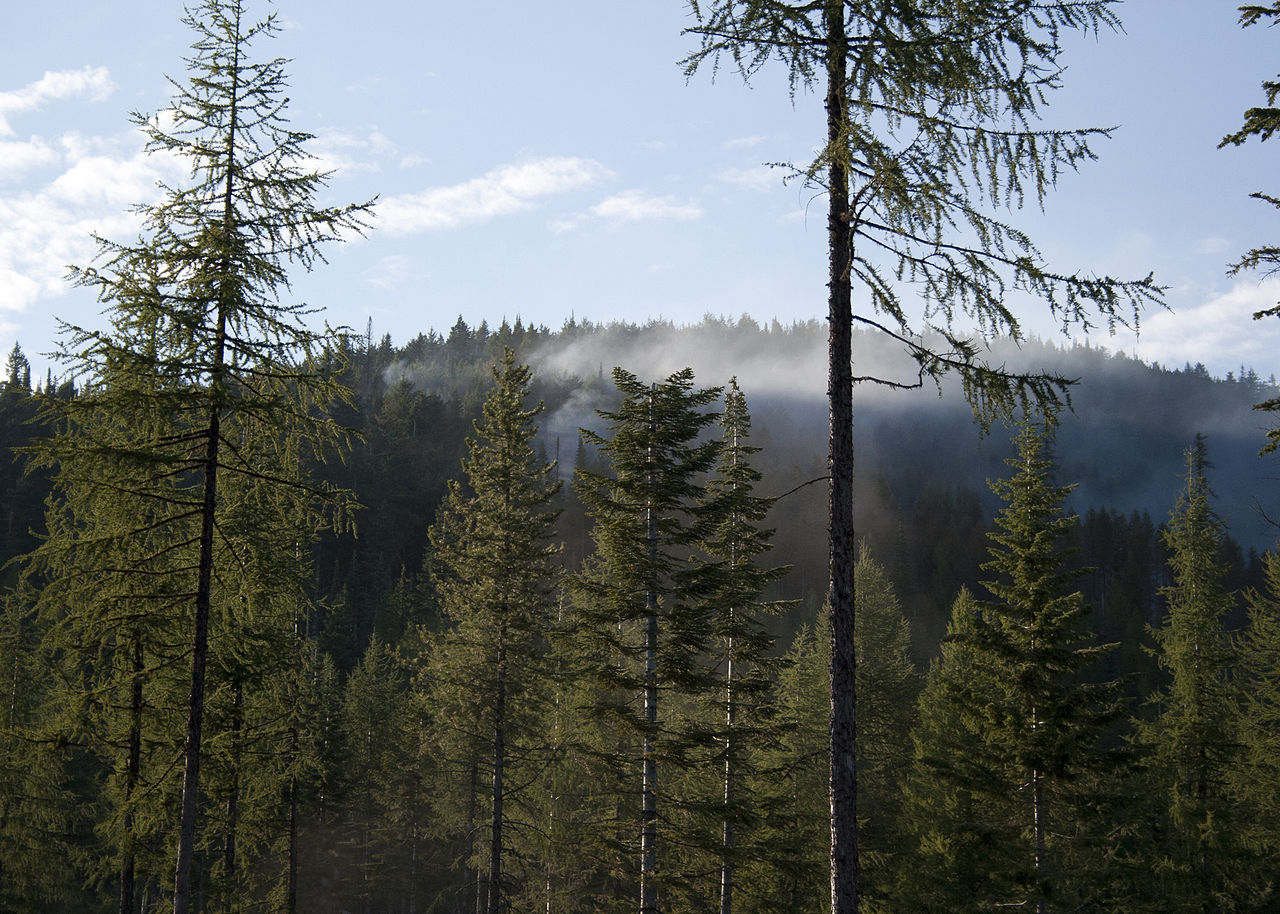 Wikimedia Commons