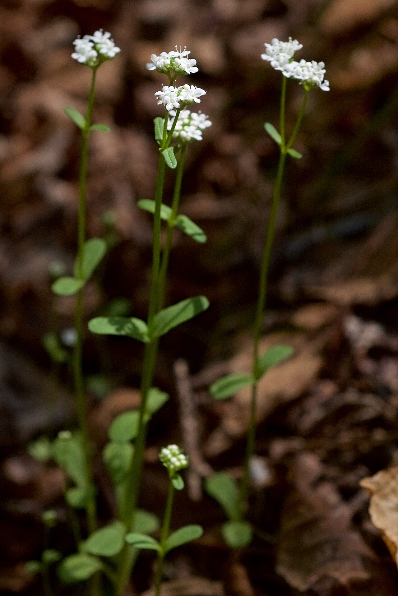 Cossatot River State Park-Natural Area