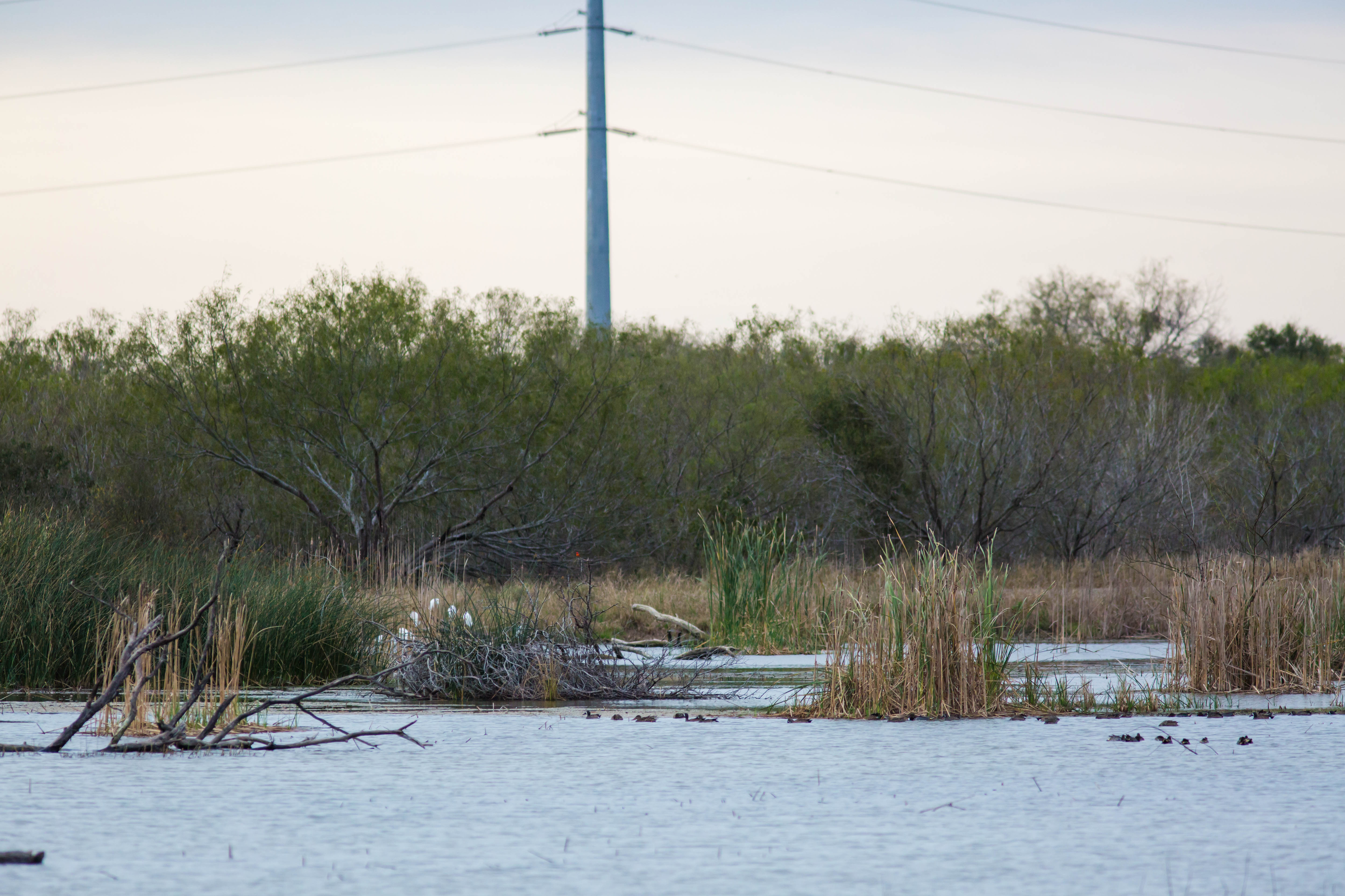 Estero Llano Grande State Park
