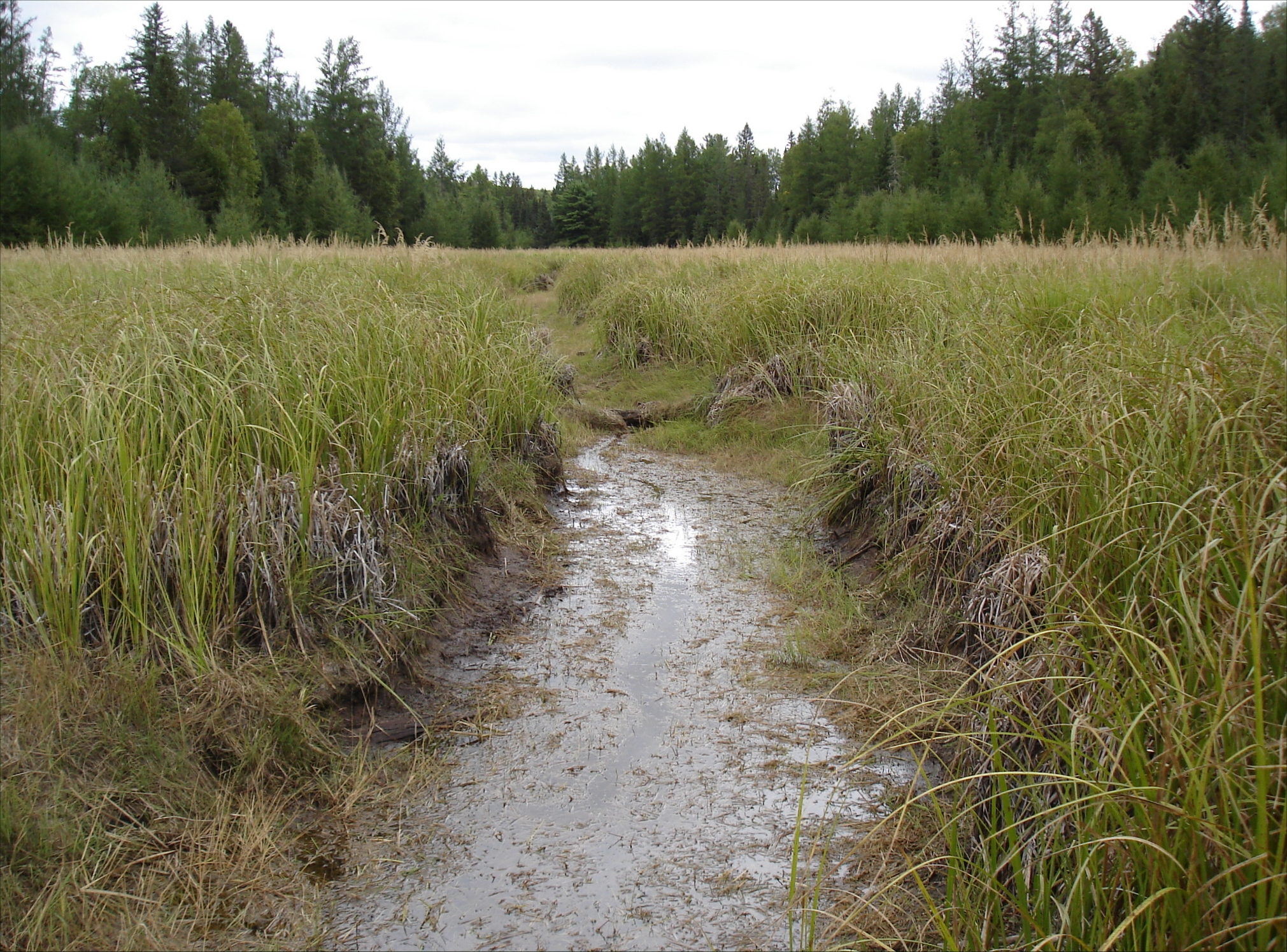 Courtney Lake Campground