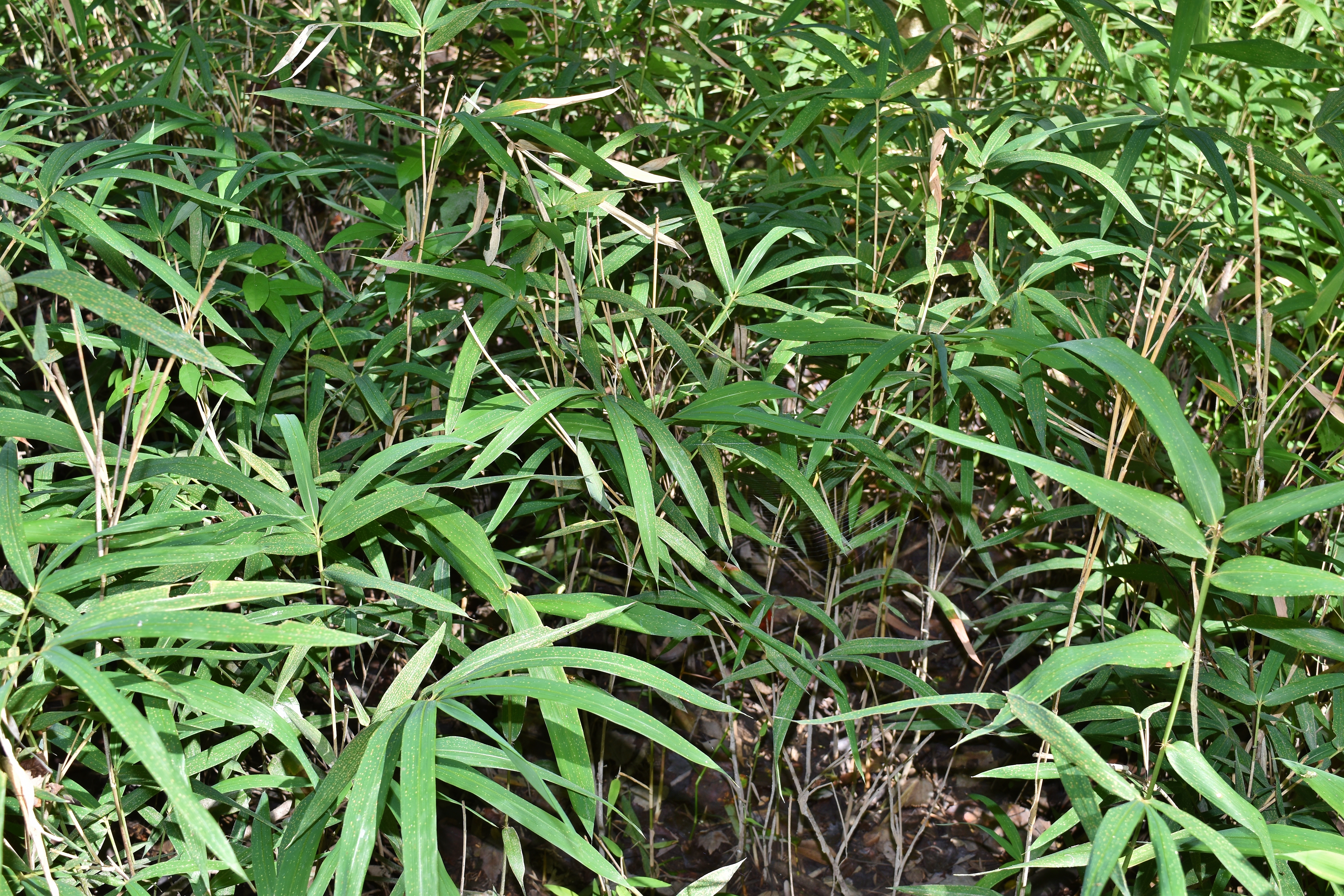 Lumber River State Park