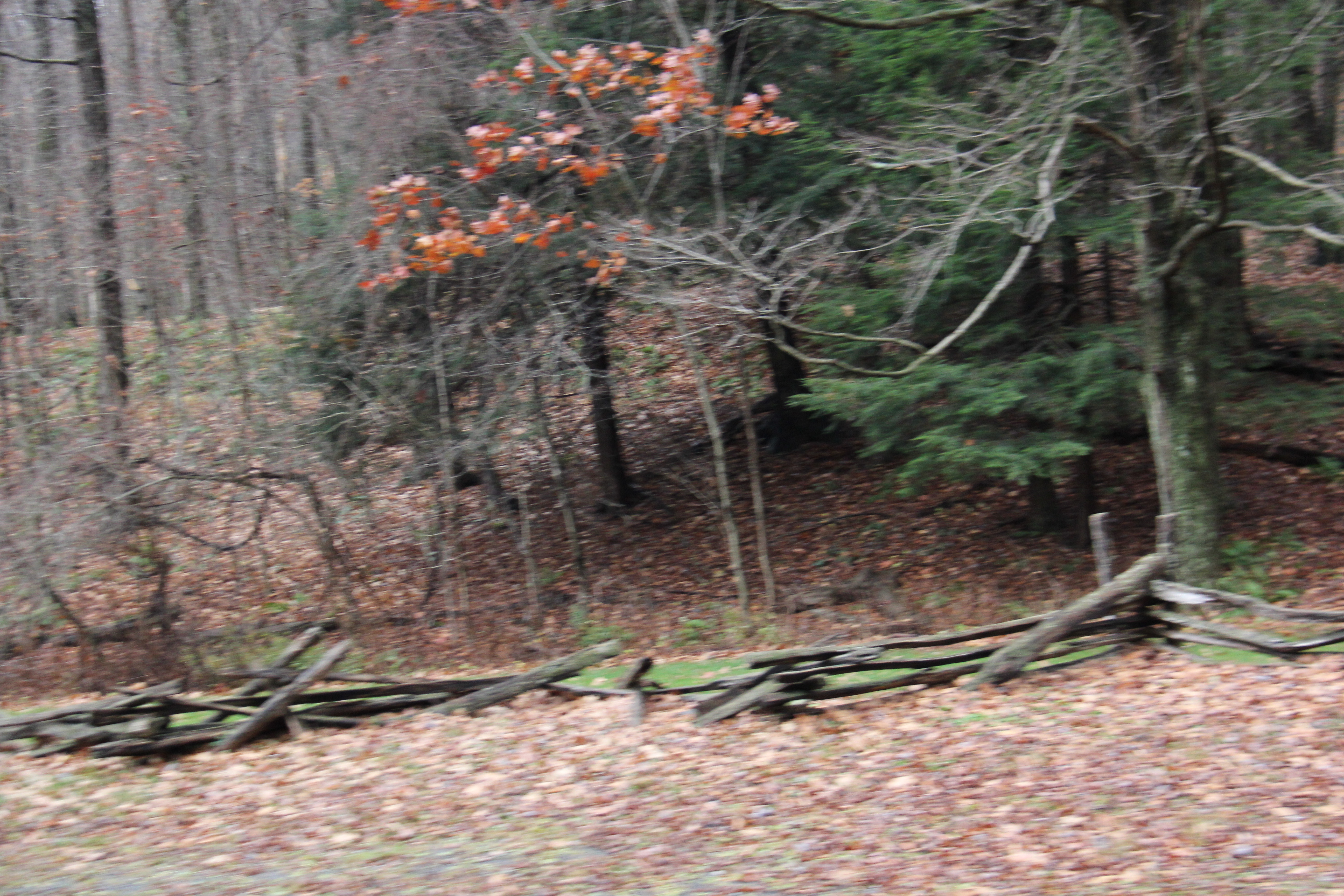 Laurel Hill State Park