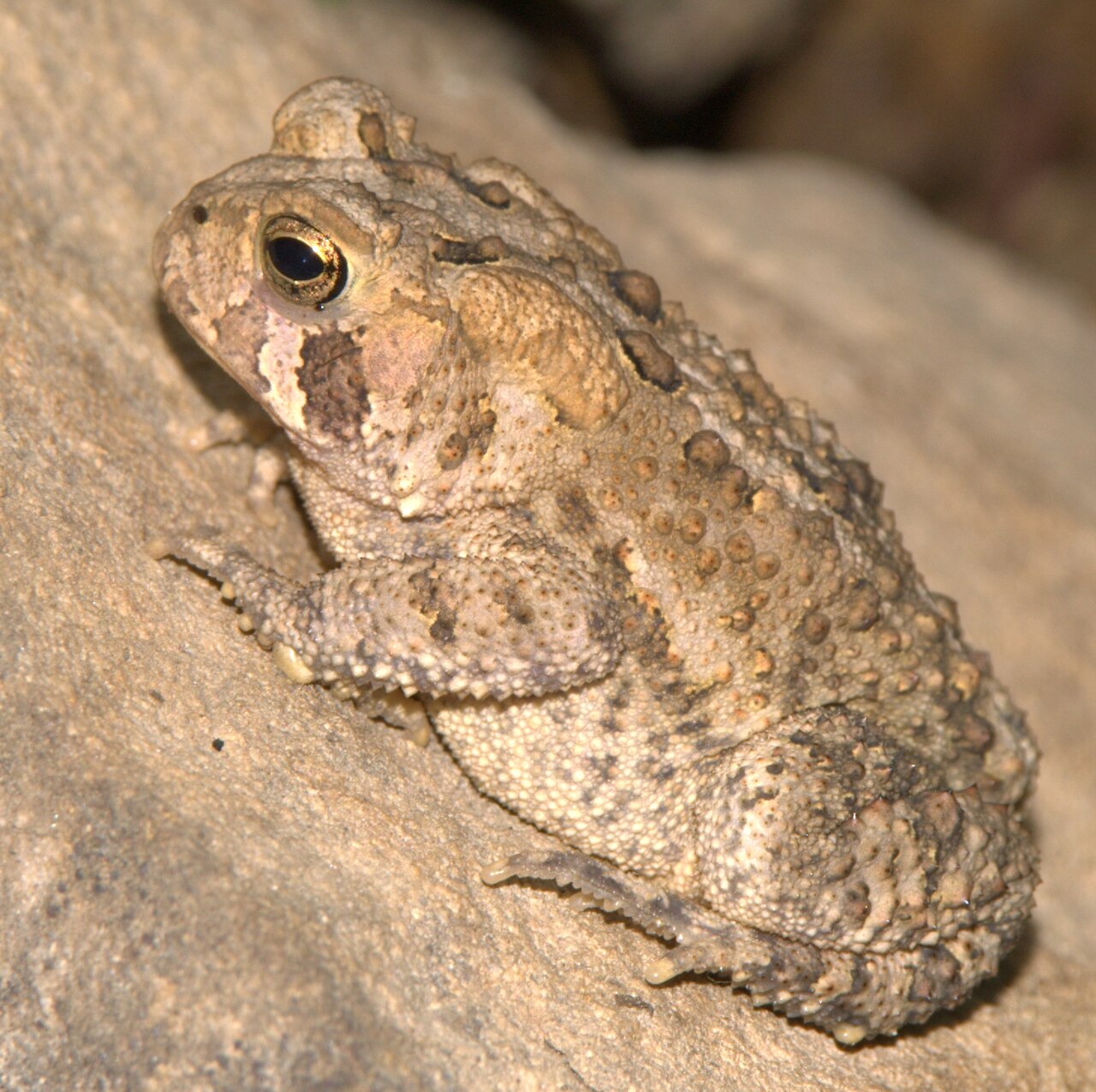 Wikimedia Commons