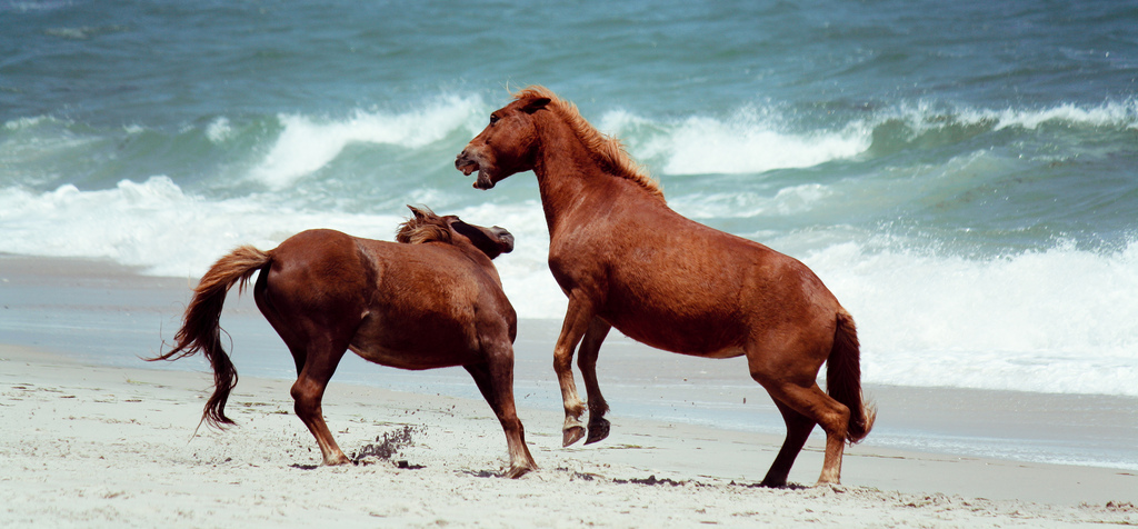 Assateague State Park