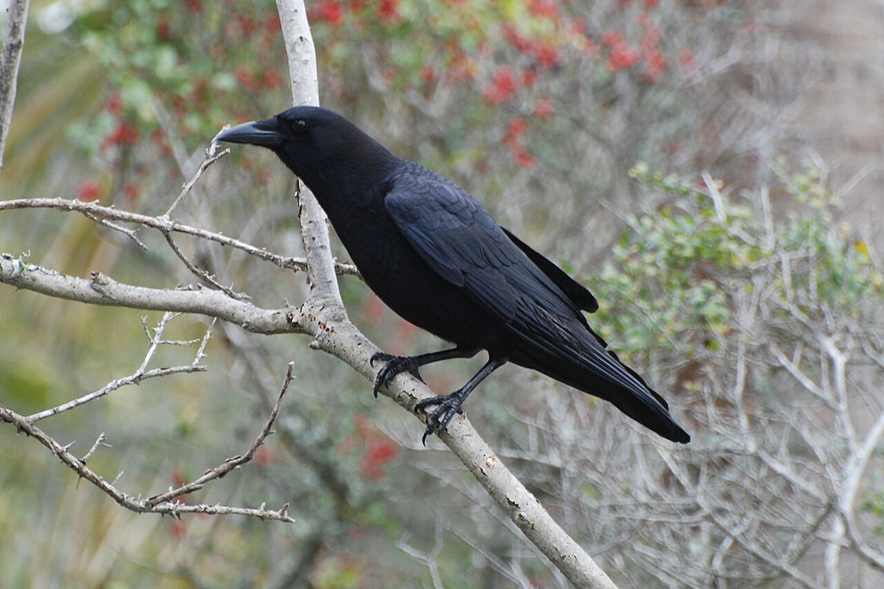 Hunting Island State Park