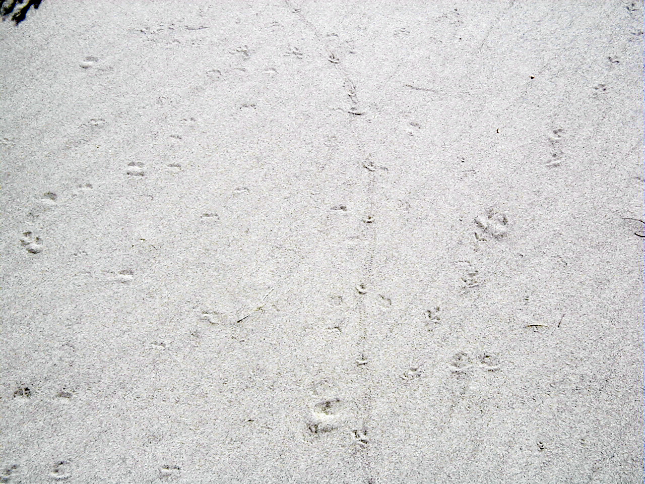 Bruneau Dunes State Park